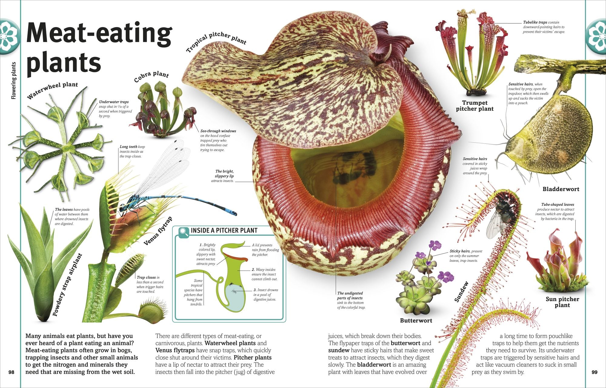 Trees, Leaves, Flowers & Seeds: A Visual Plant Encyclopedia for Kids