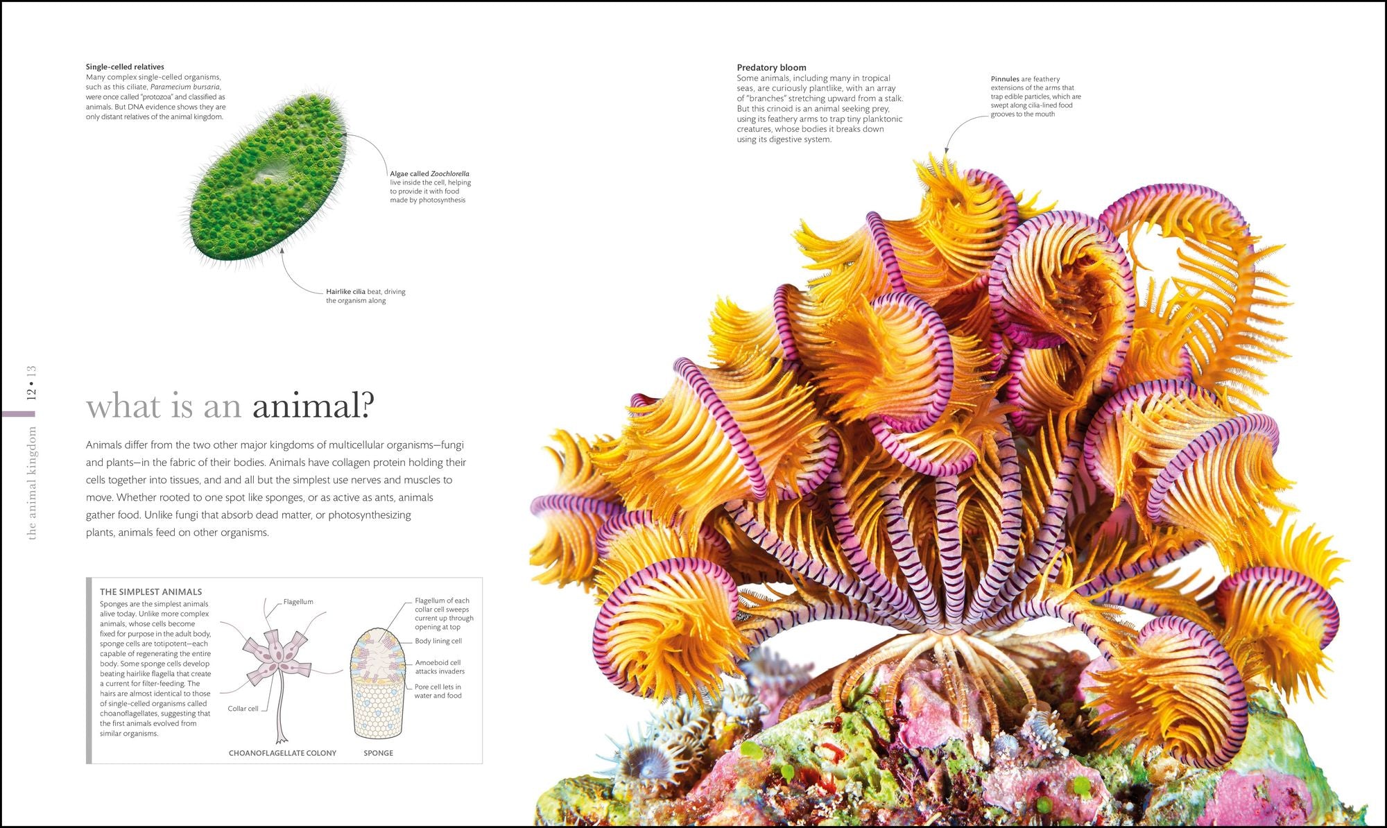 Zoology: Inside the Secret World of Animals