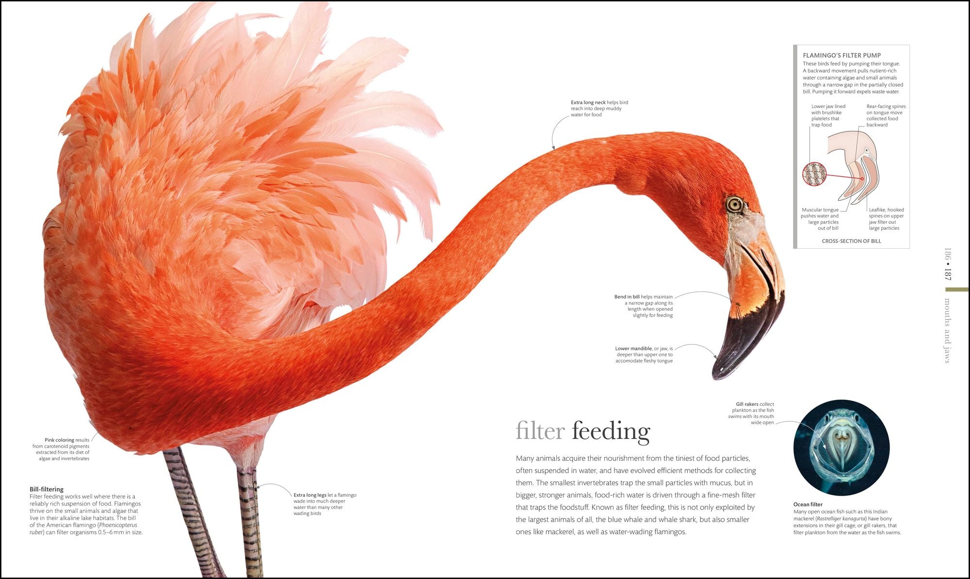 Zoology: Inside the Secret World of Animals