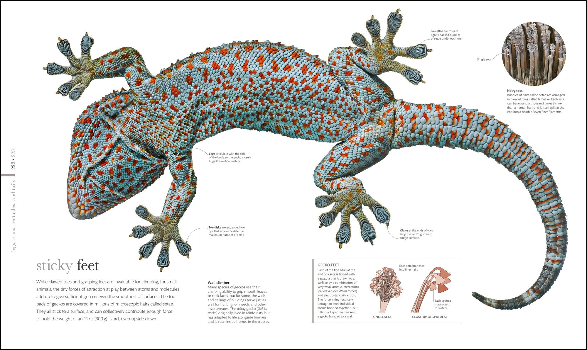 Zoology: Inside the Secret World of Animals