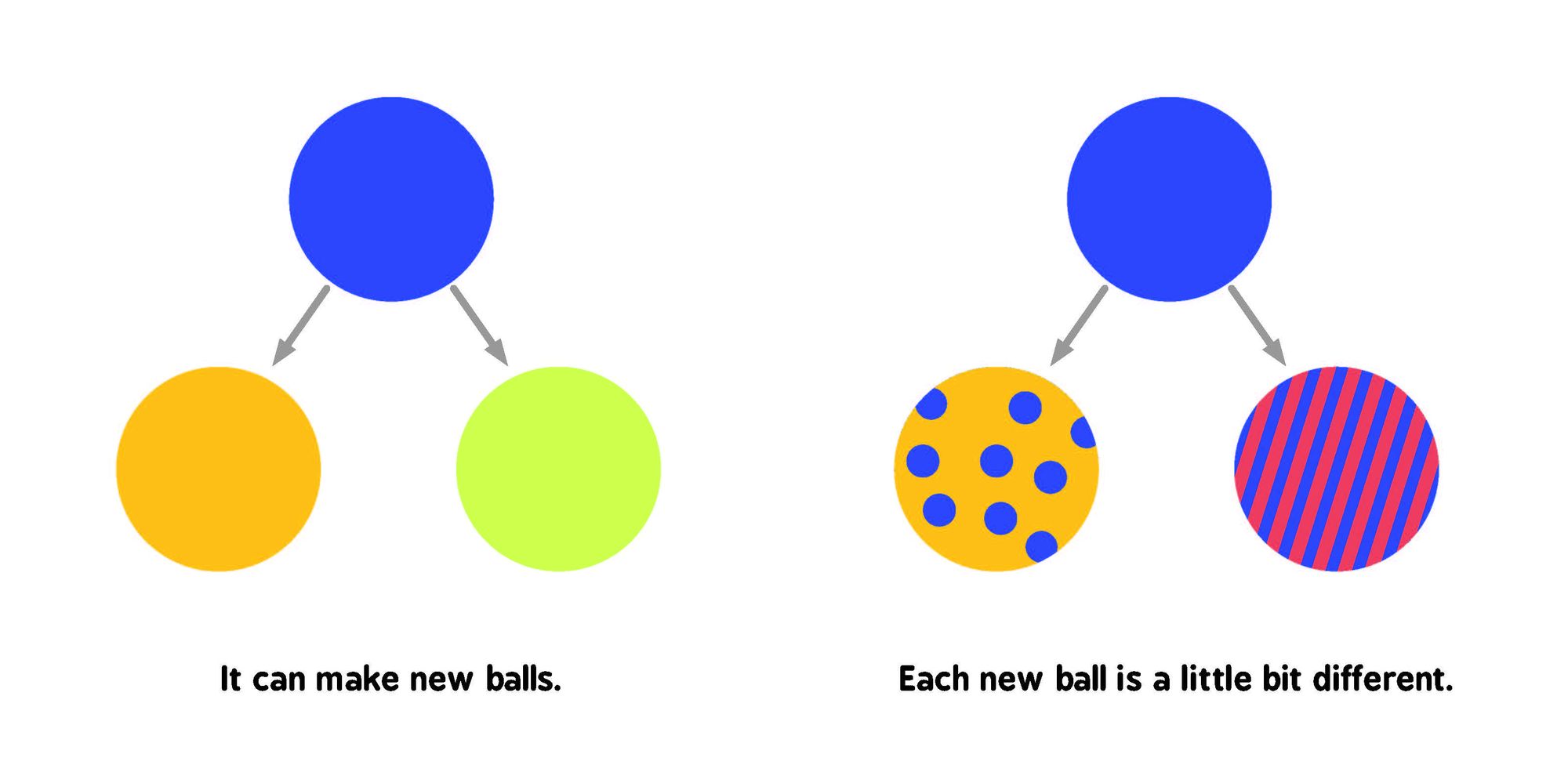 Evolution for Babies