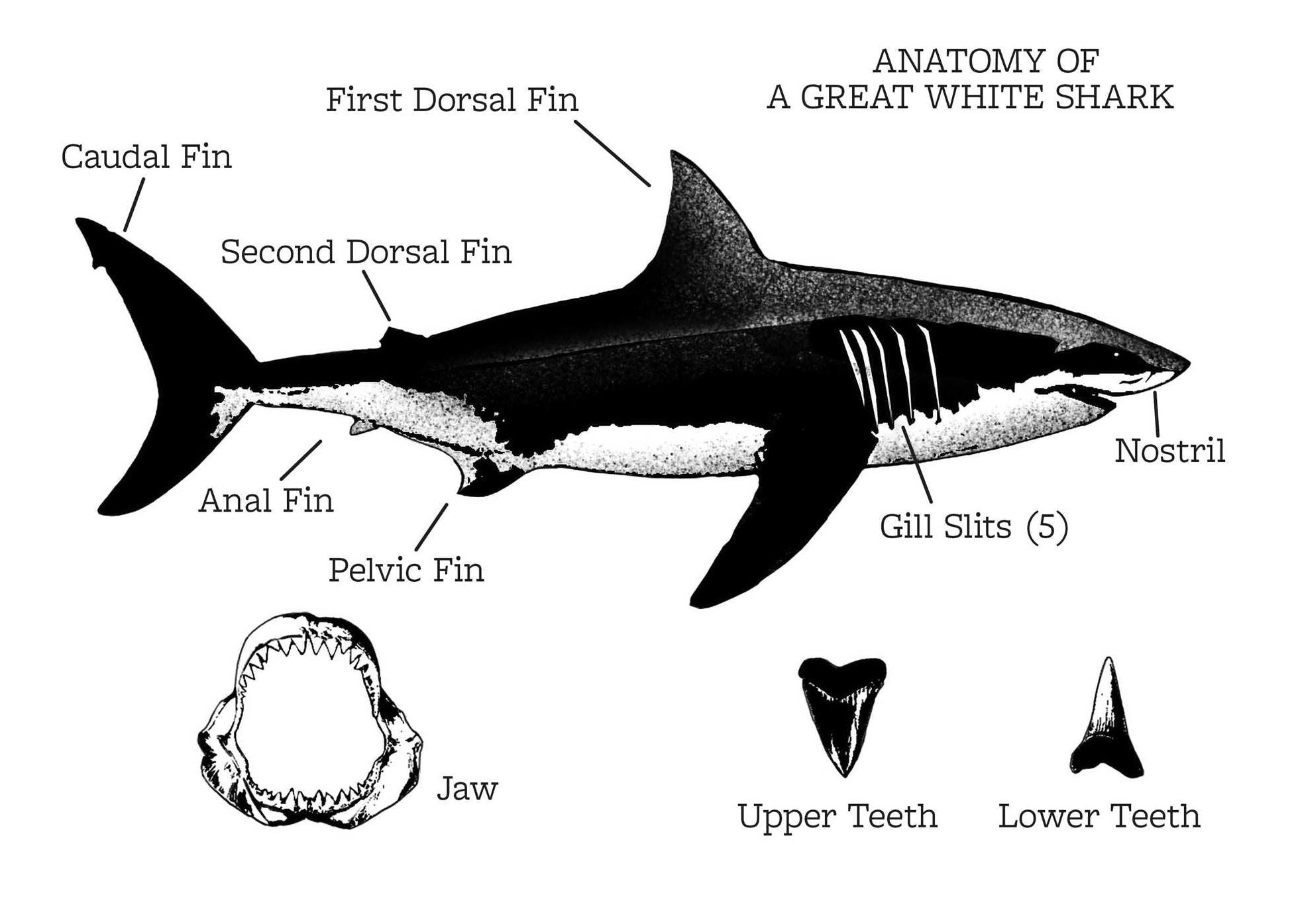 Escape from . . . the 1916 Shark Attacks