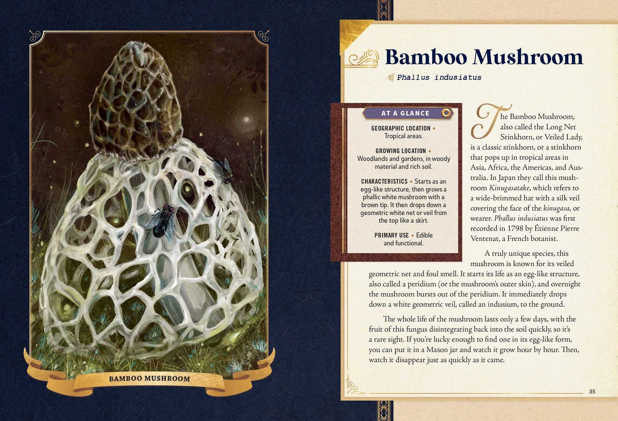 The Little Book of Mushrooms: An Illustrated Guide to the Extraordinary Power of Mushrooms