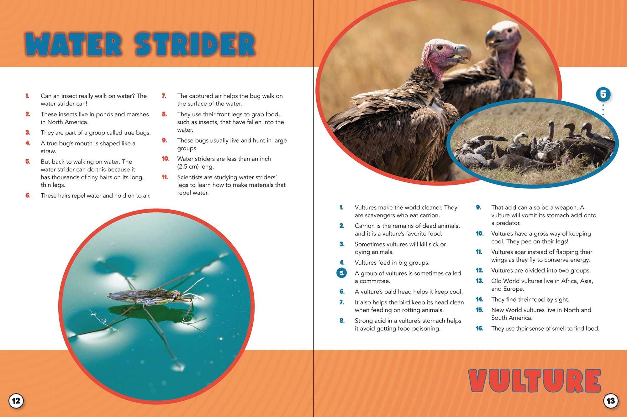 World Almanac Oddball Animals: 2,501 Fantastic Facts About the Weirdest, Wackiest, and Wildest Creatures on Earth