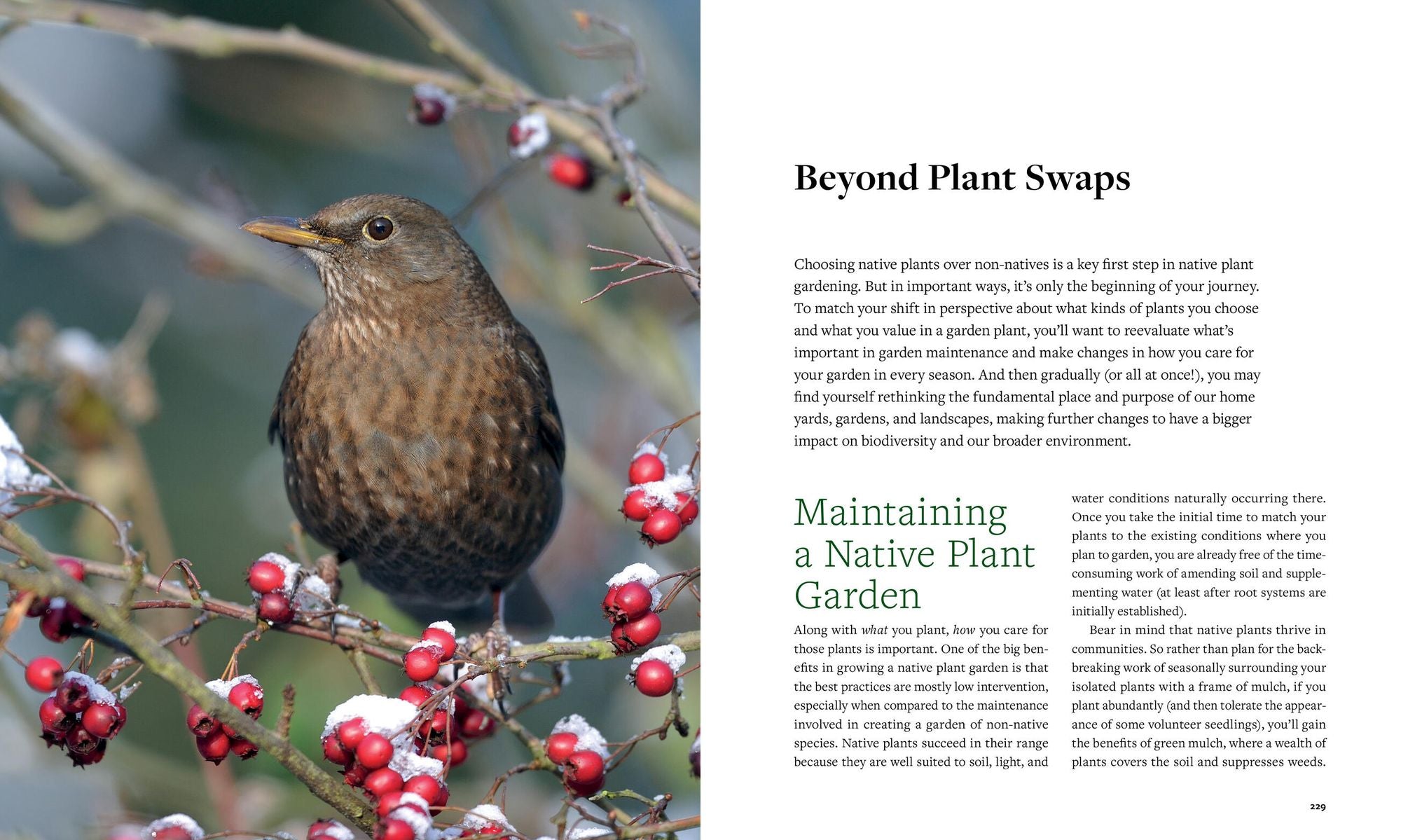 Plant This, Not That: Over 200 Native Plant Swaps for a More Sustainable, Pollinator-Friendly Garden