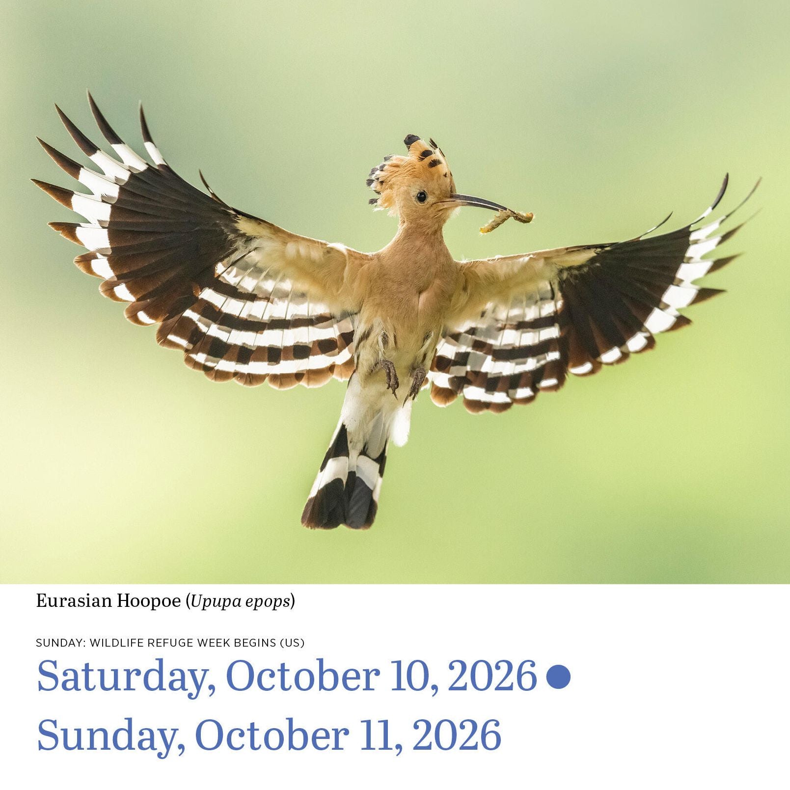 2026 Audubon Birds Page-A-Day Calendar