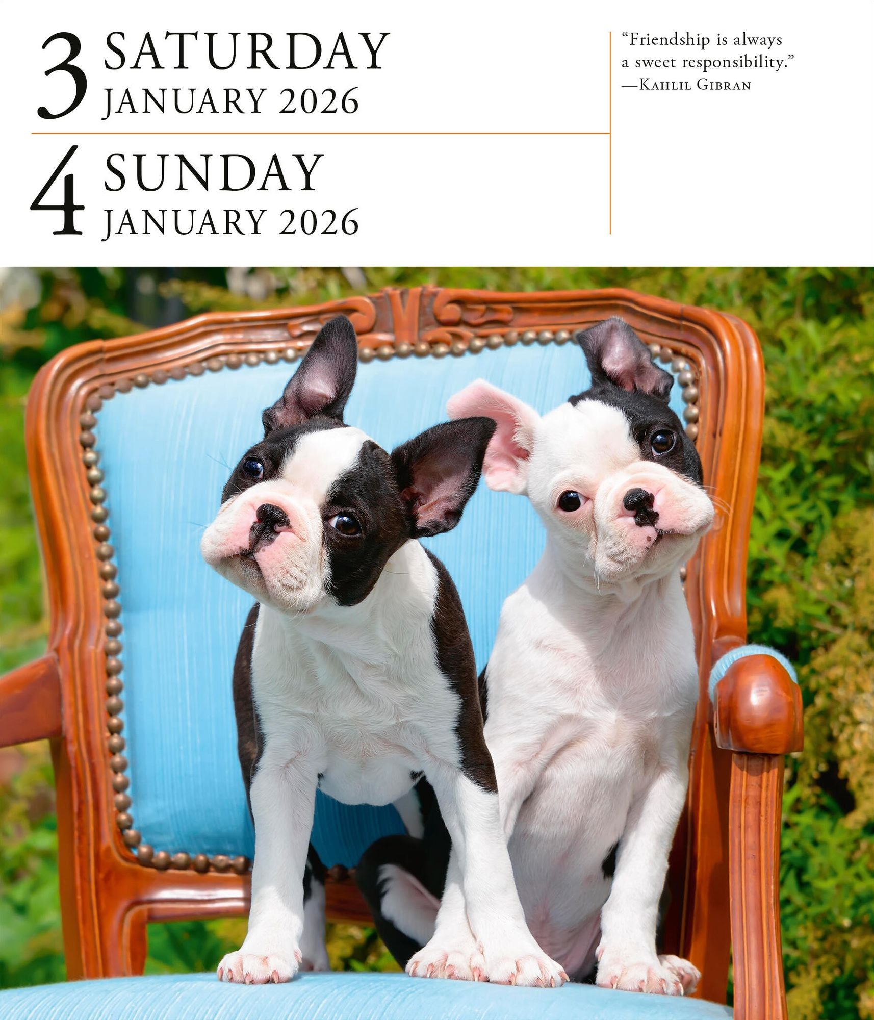 Dog Page-A-Day Gallery Calendar 2026: An Elegant Canine Celebration