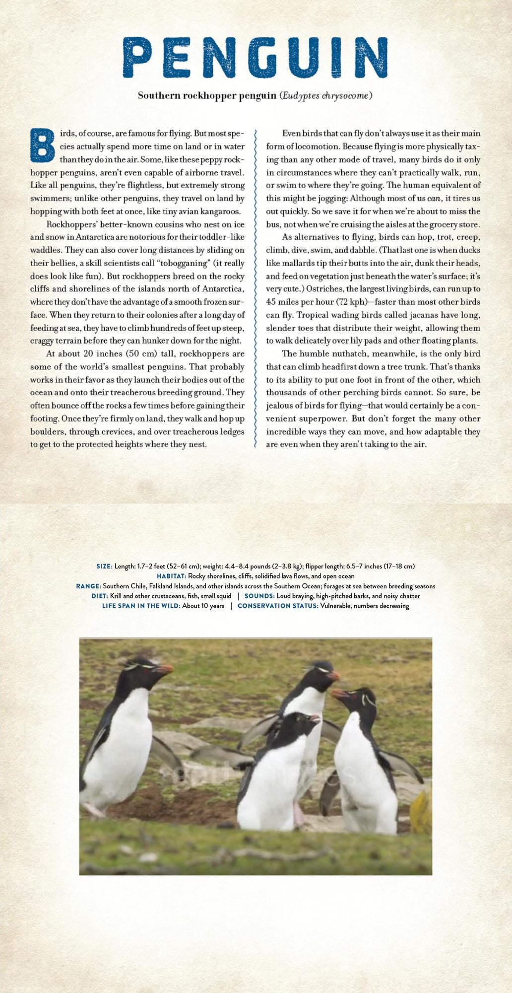Birds: A Photicular Book