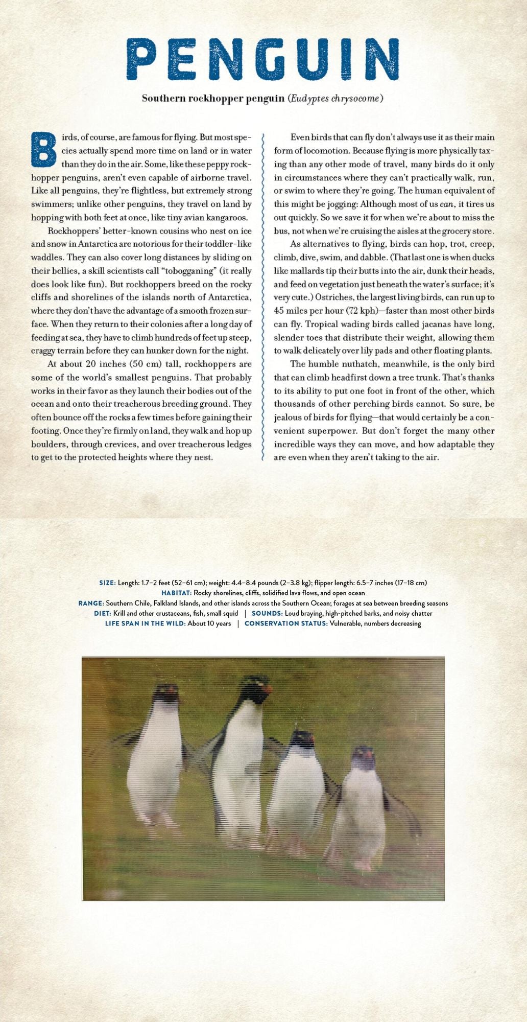 Birds: A Photicular Book