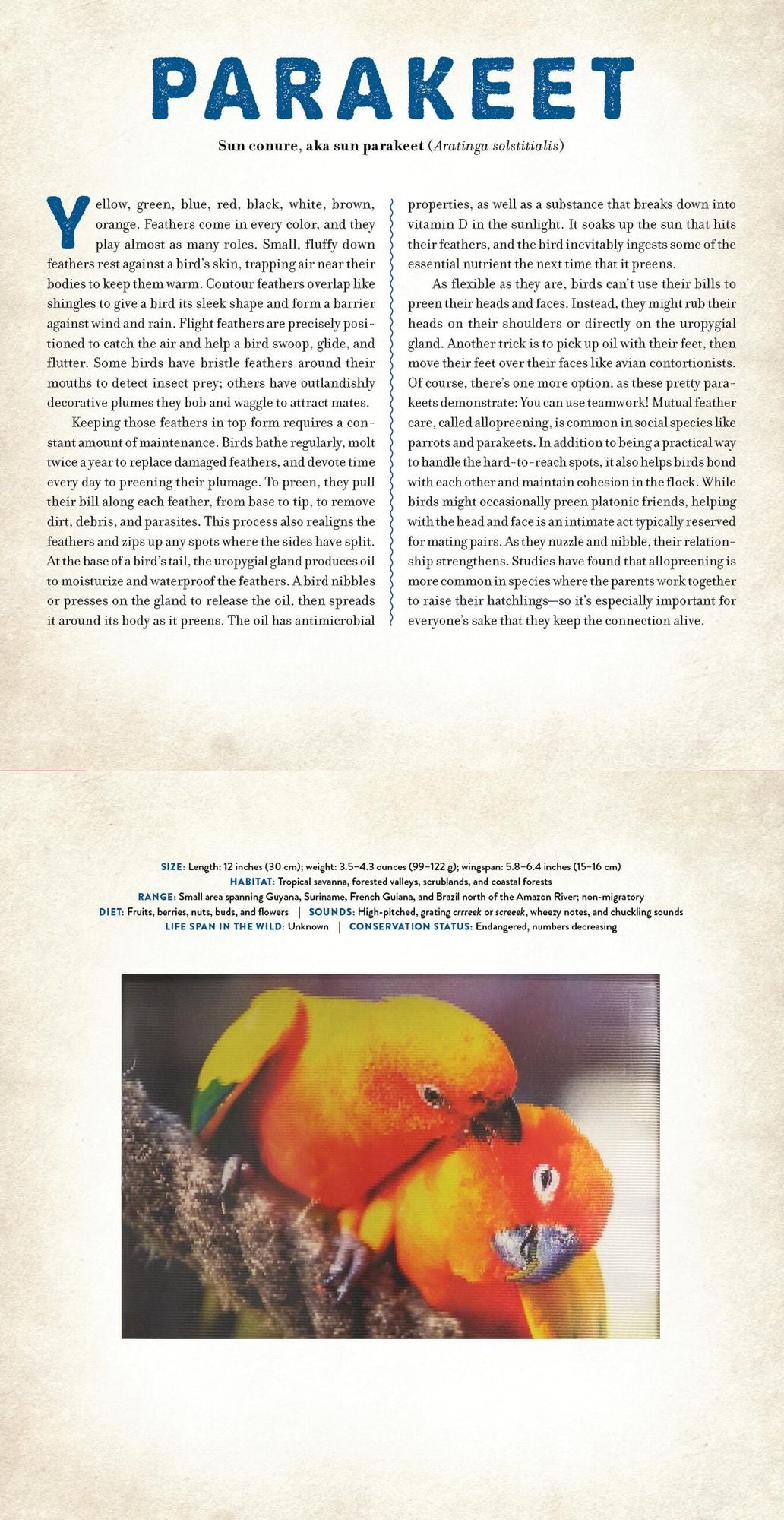 Birds: A Photicular Book