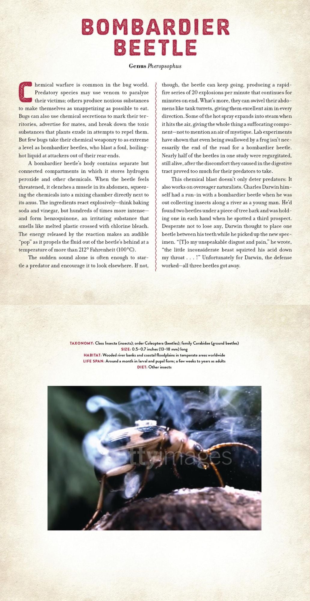 Bugs: A Photicular Book