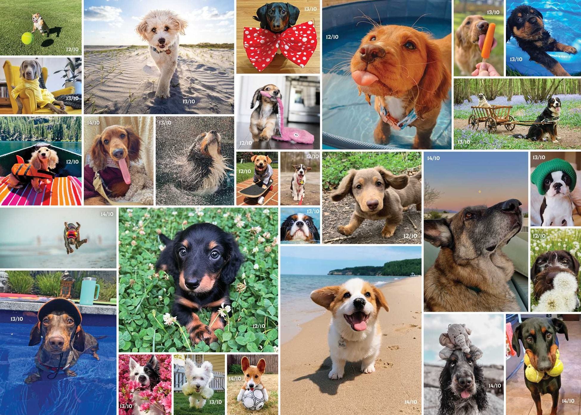 WeRateDogs 1000 Piece Jigsaw Puzzle: They're All Good Dogs