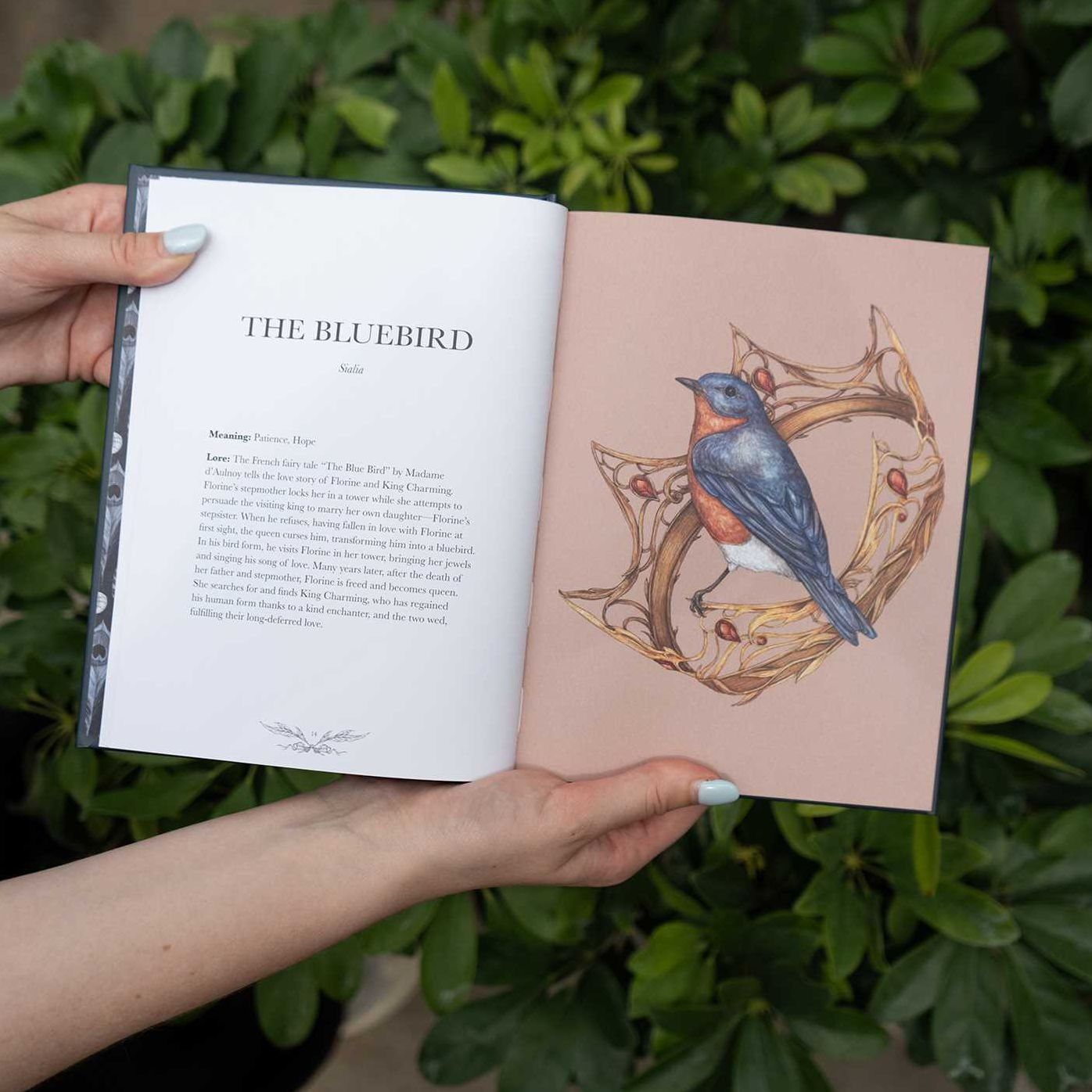 Ornithography: An Illustrated Guide to Bird Lore & Symbolism
