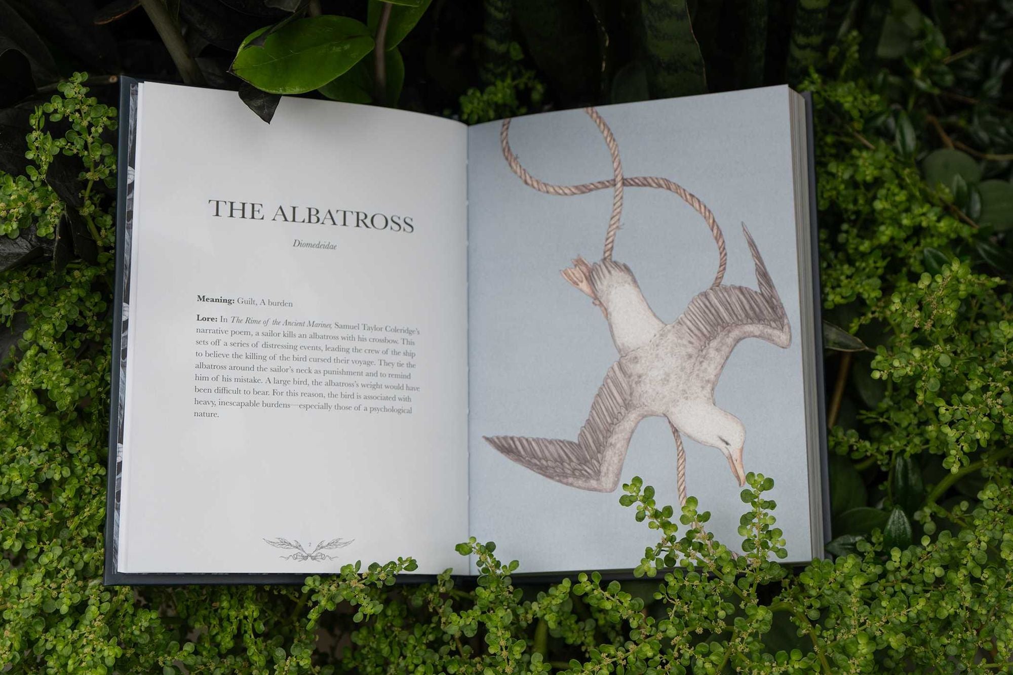 Ornithography: An Illustrated Guide to Bird Lore & Symbolism