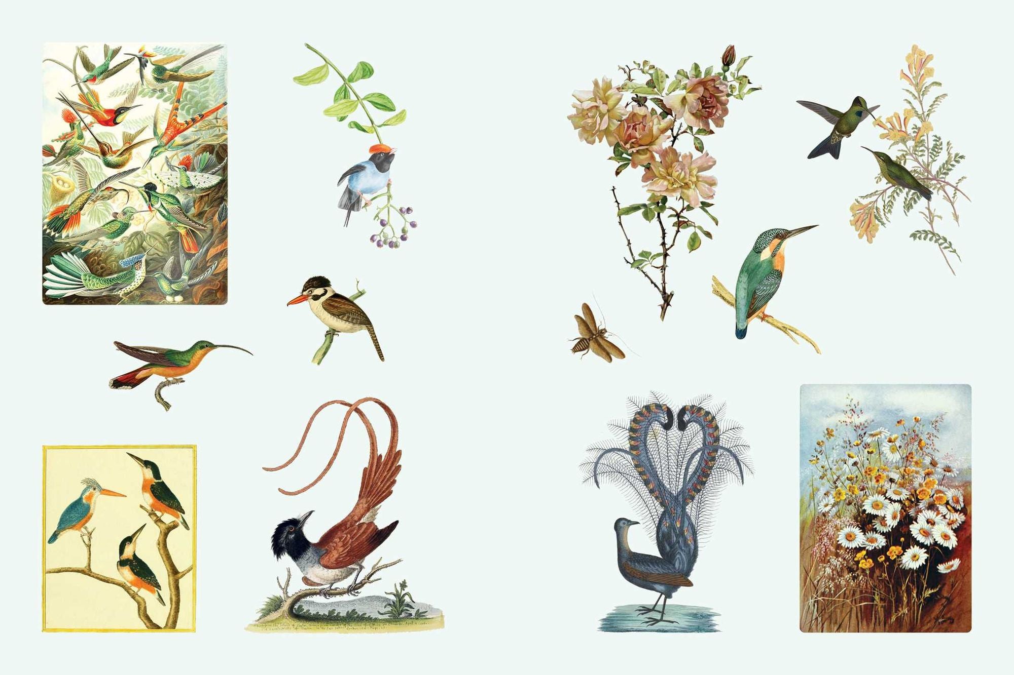 Cabinet of Curiosities II: Over 1,000 Curated Stickers from the Fascinating Collections of the Smithsonian