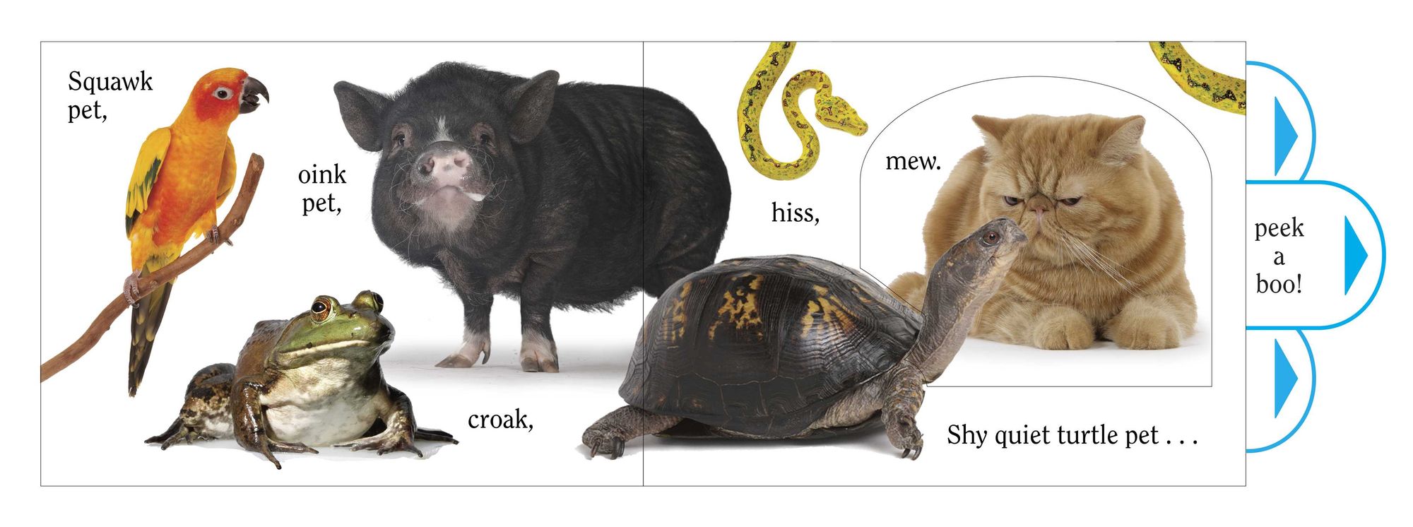 Pet