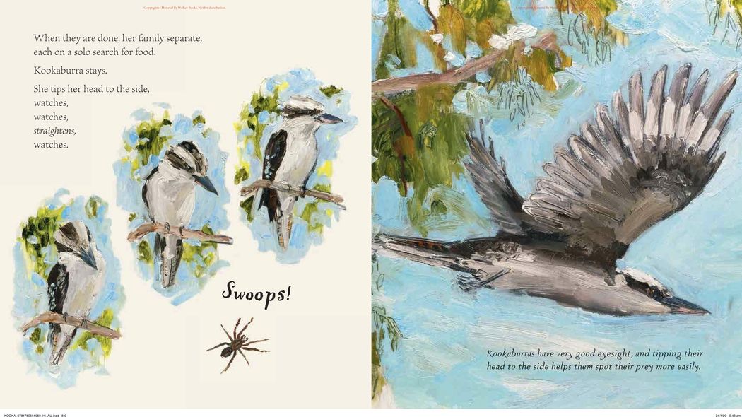 Kookaburra