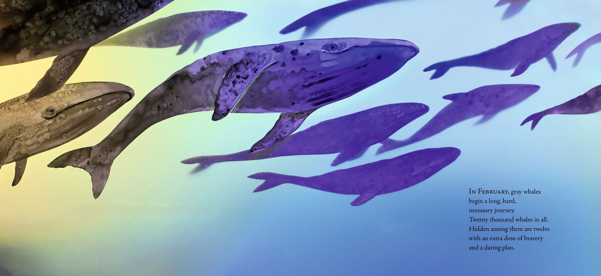 Twelve Daring Grays: A Whale Migration Adventure