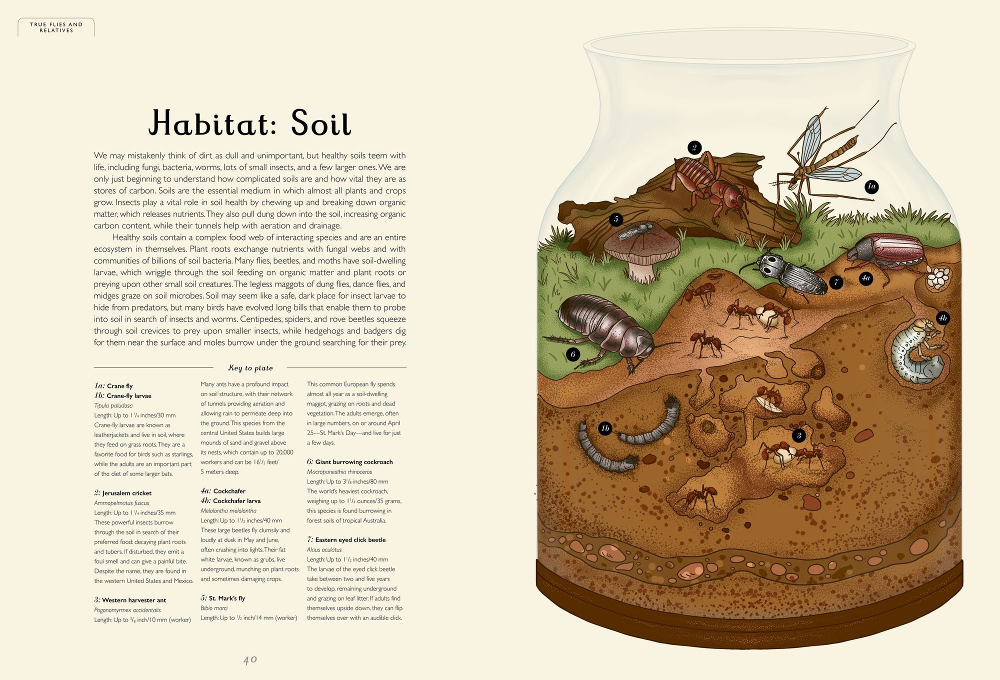 Insectarium: Welcome to the Museum (An Illustrated Junior Entomology Guide to Wild Bug Species, Biodiversity, and Nature Conservation for Kids Ages 8-12)