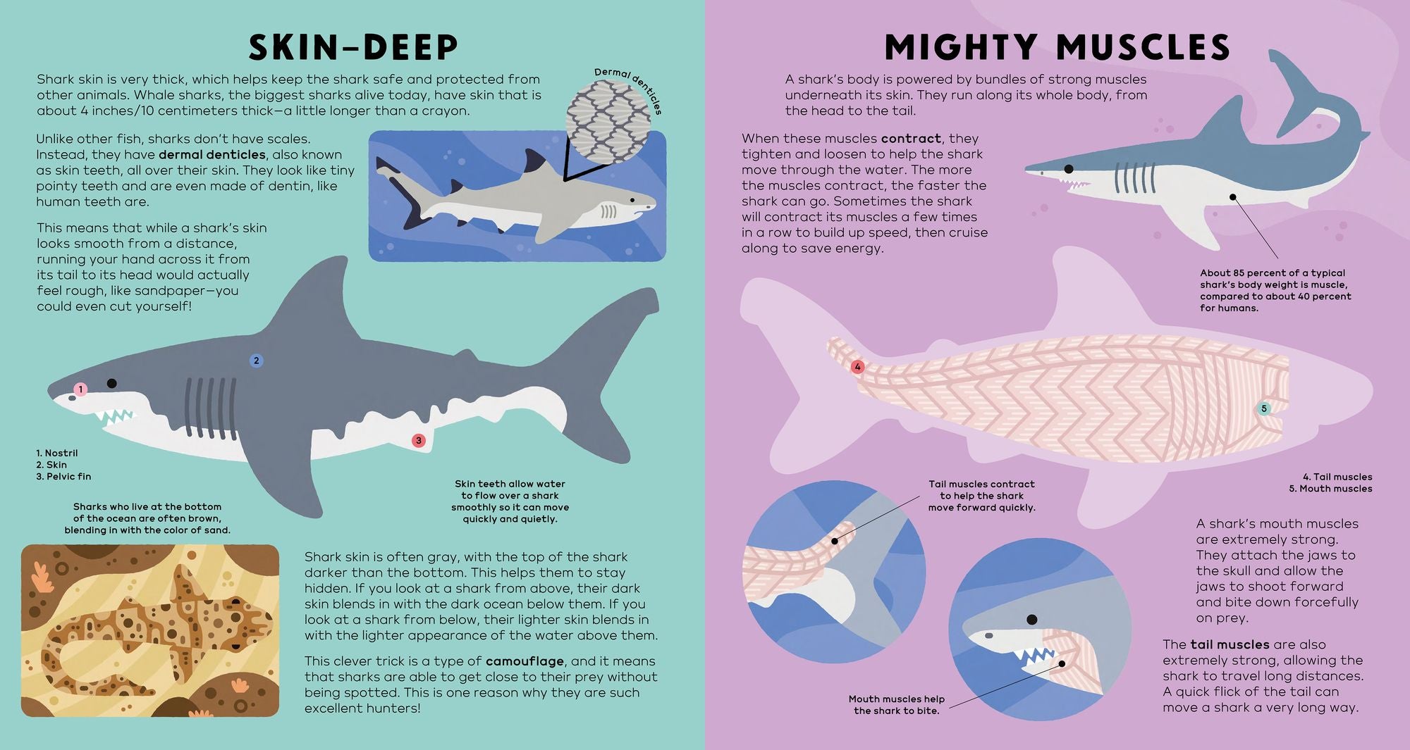 The Shark Book
