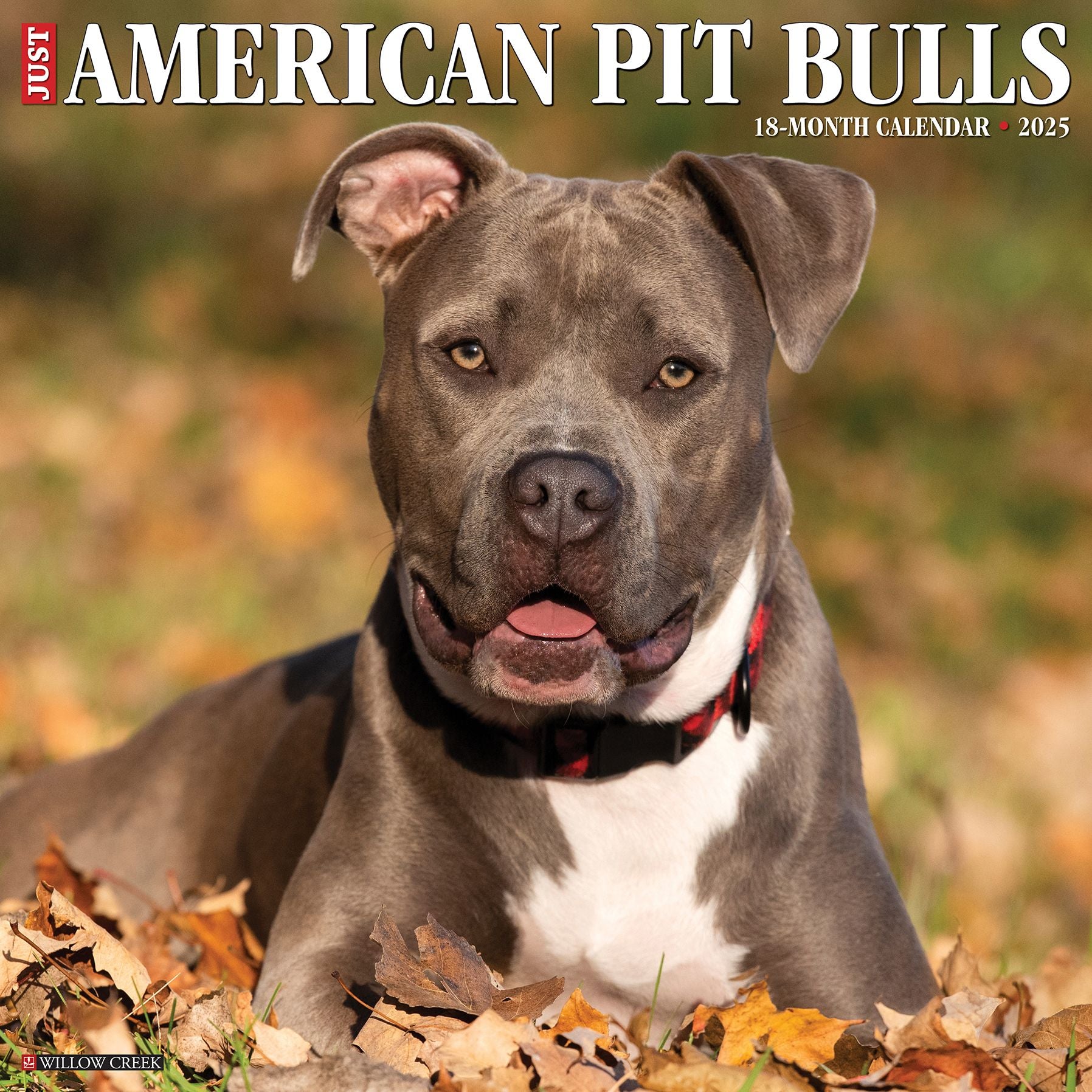 American Pit Bull Terriers 2026 Wall Calendar