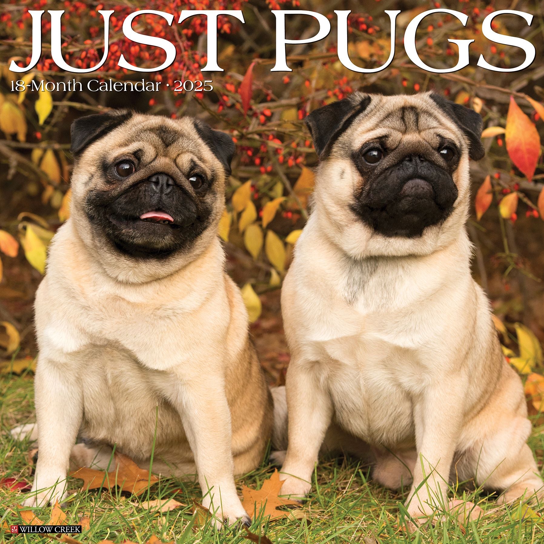 Pugs 2026 Wall Calendar