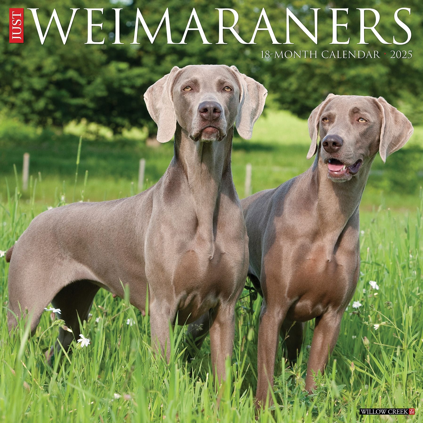 Weimaraners 2026 Wall Calendar