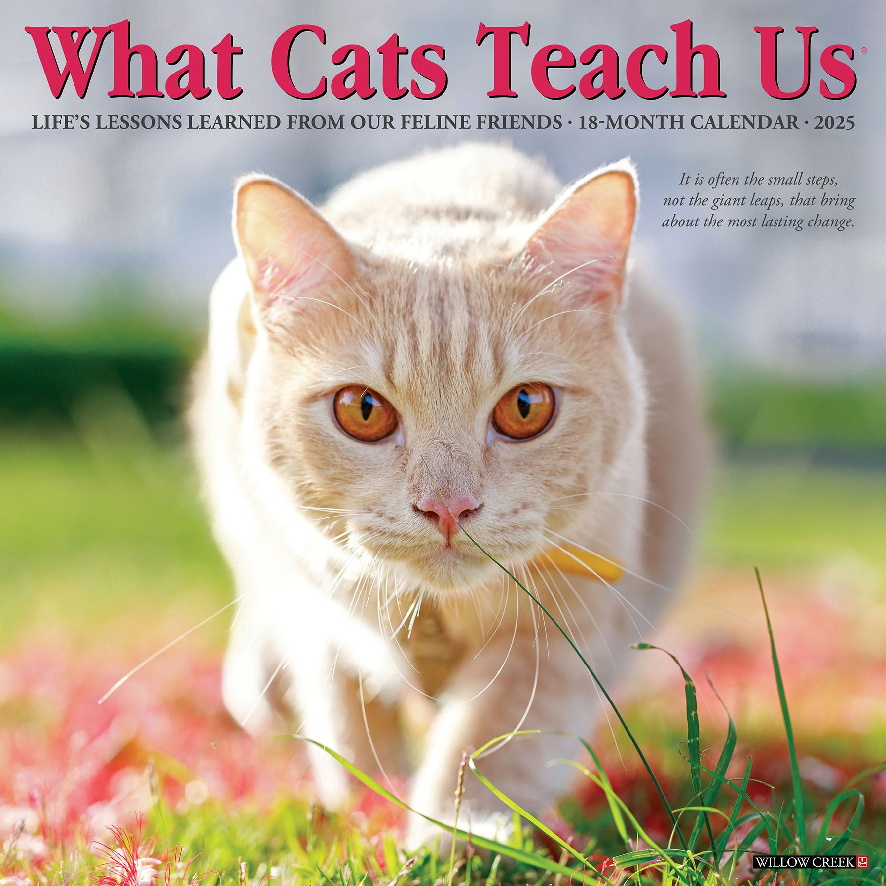 What Cats Teach Us 2026 Wall Calendar