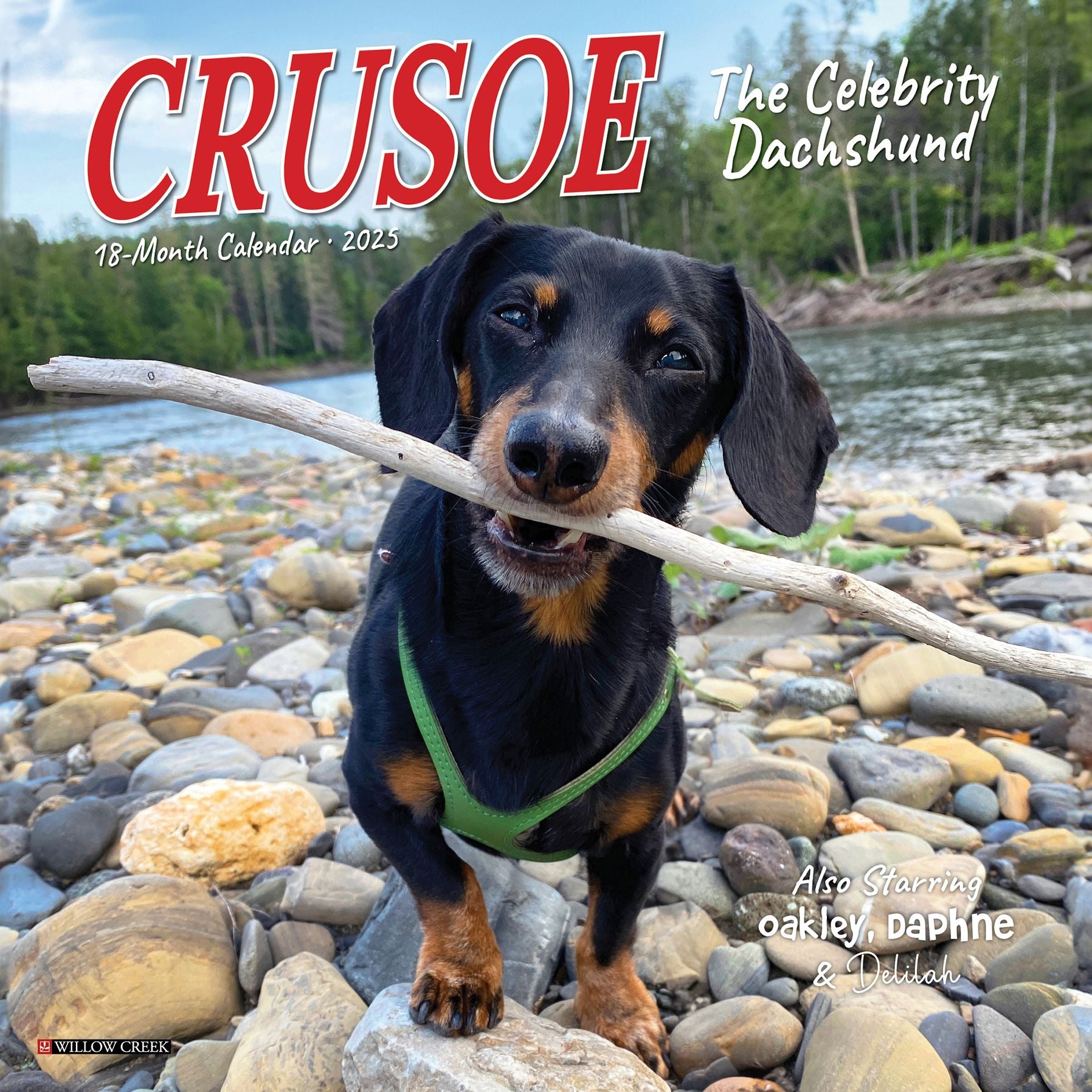 Crusoe the Celebrity Dachshund 2026 Mini Wall Calendar