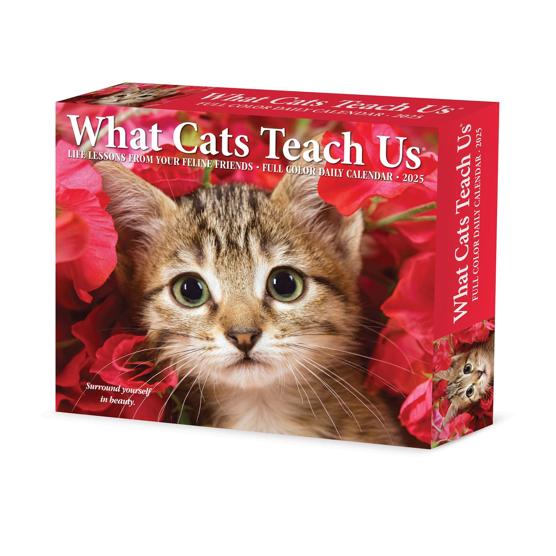 What Cats Teach Us 2026 Box Calendar