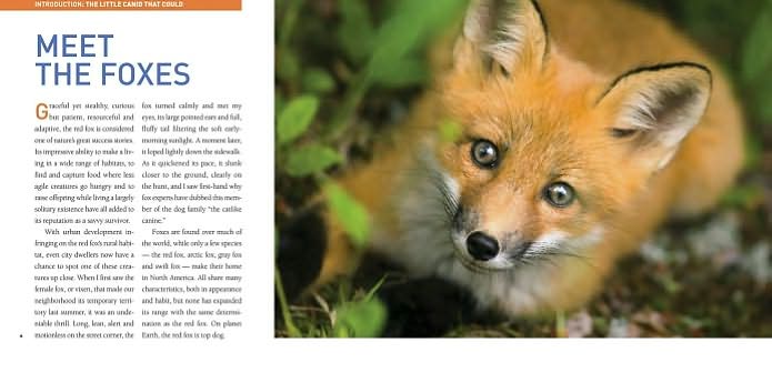 Exploring the World of Foxes