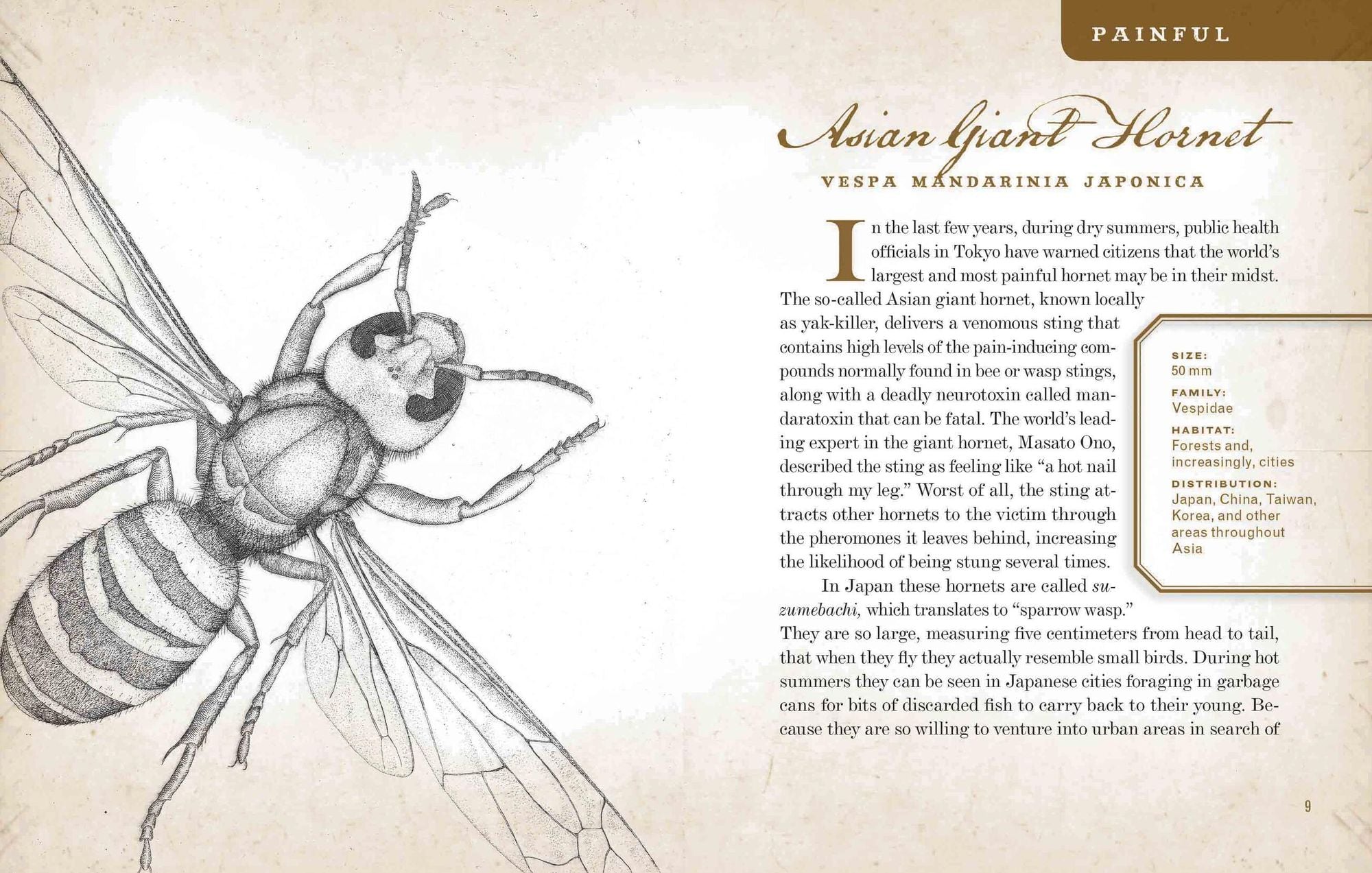 Wicked Bugs: The Louse That Conquered Napoleon's Army & Other Diabolical Insects