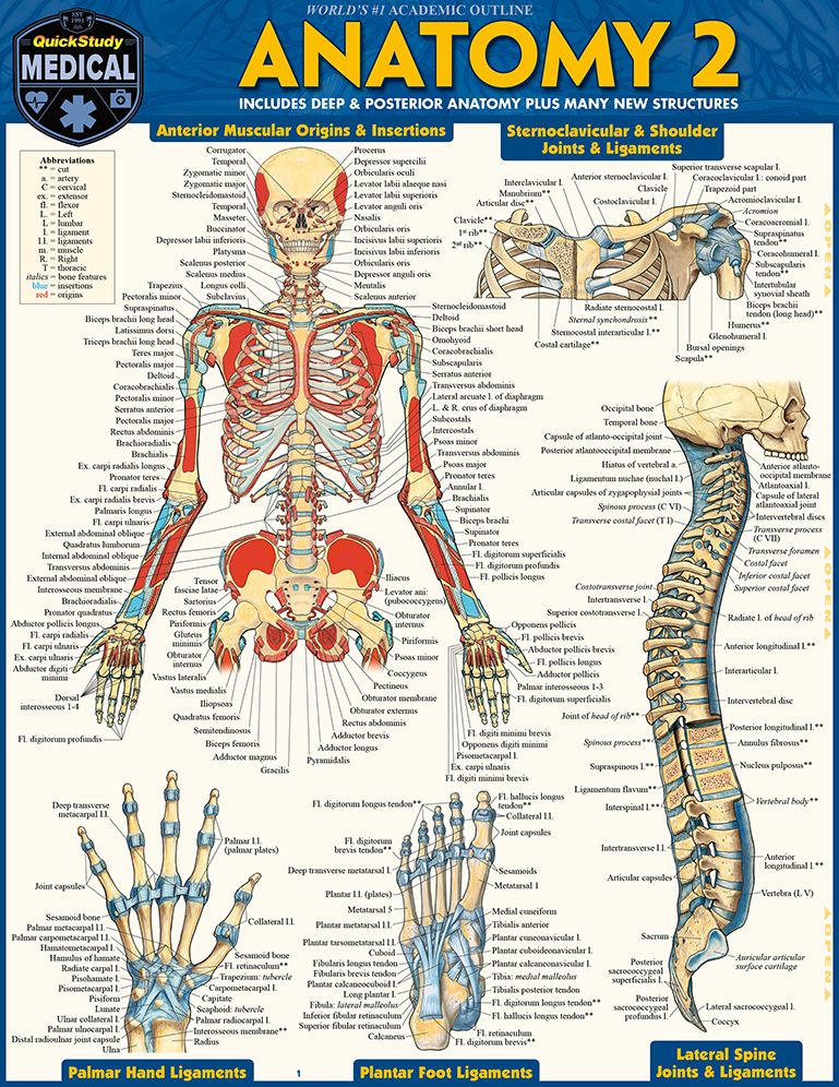 Anatomy 2 - Reference Guide (8.5 x 11): a QuickStudy Laminated Reference Guide