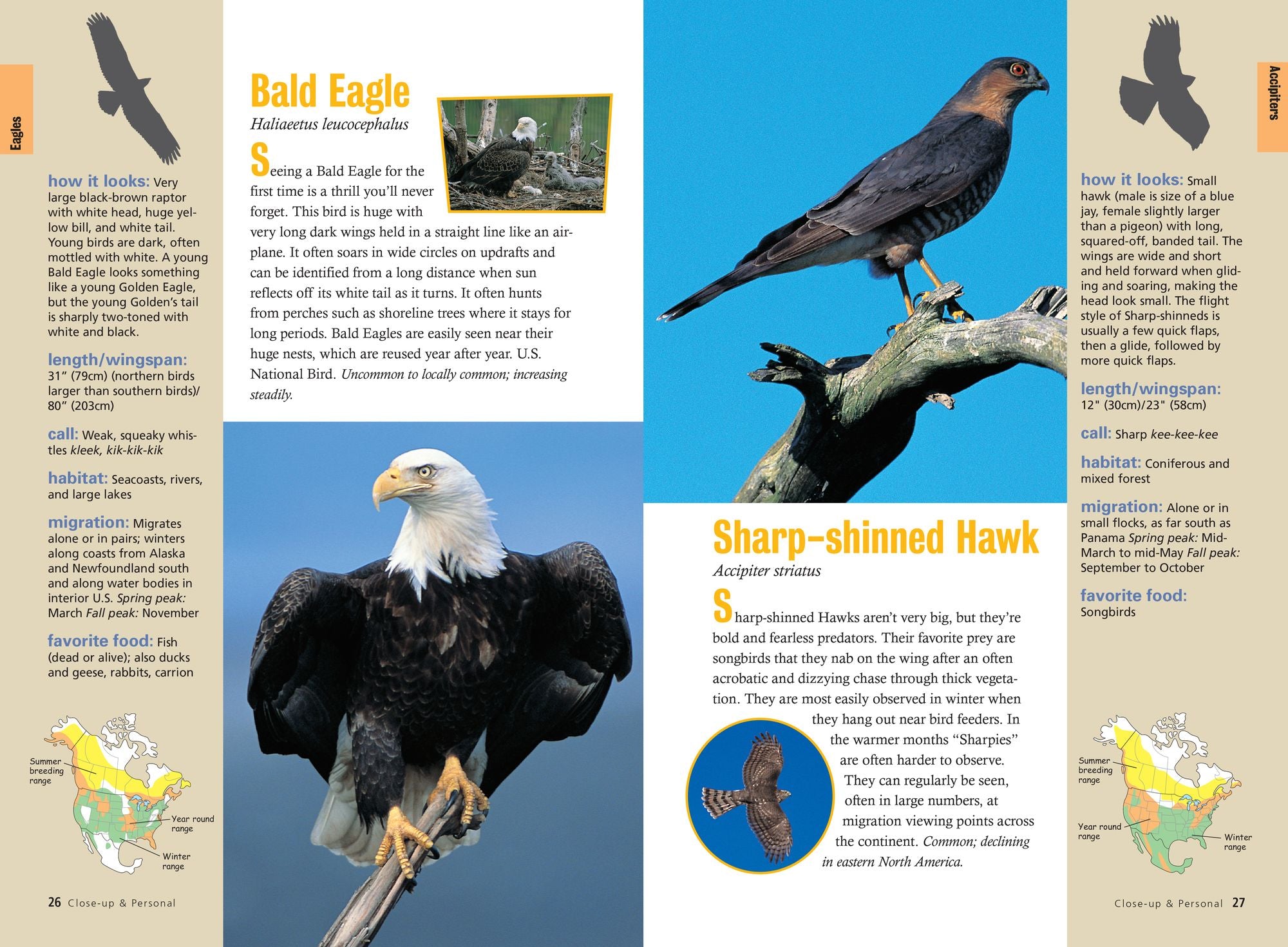 Raptor!: A Kid's Guide to Birds of Prey