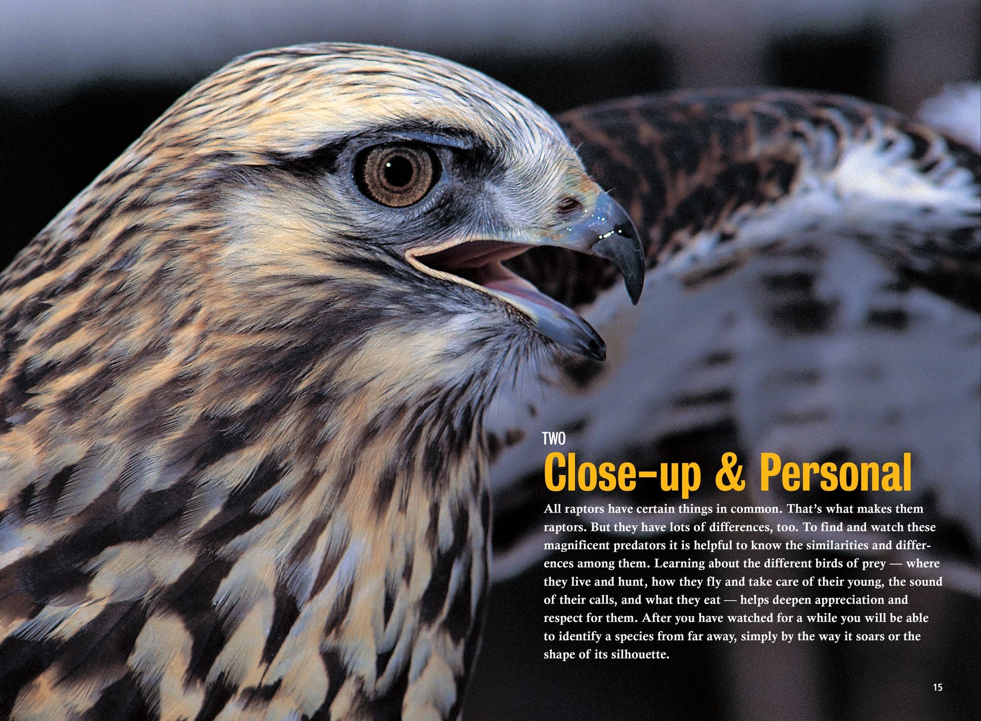 Raptor!: A Kid's Guide to Birds of Prey