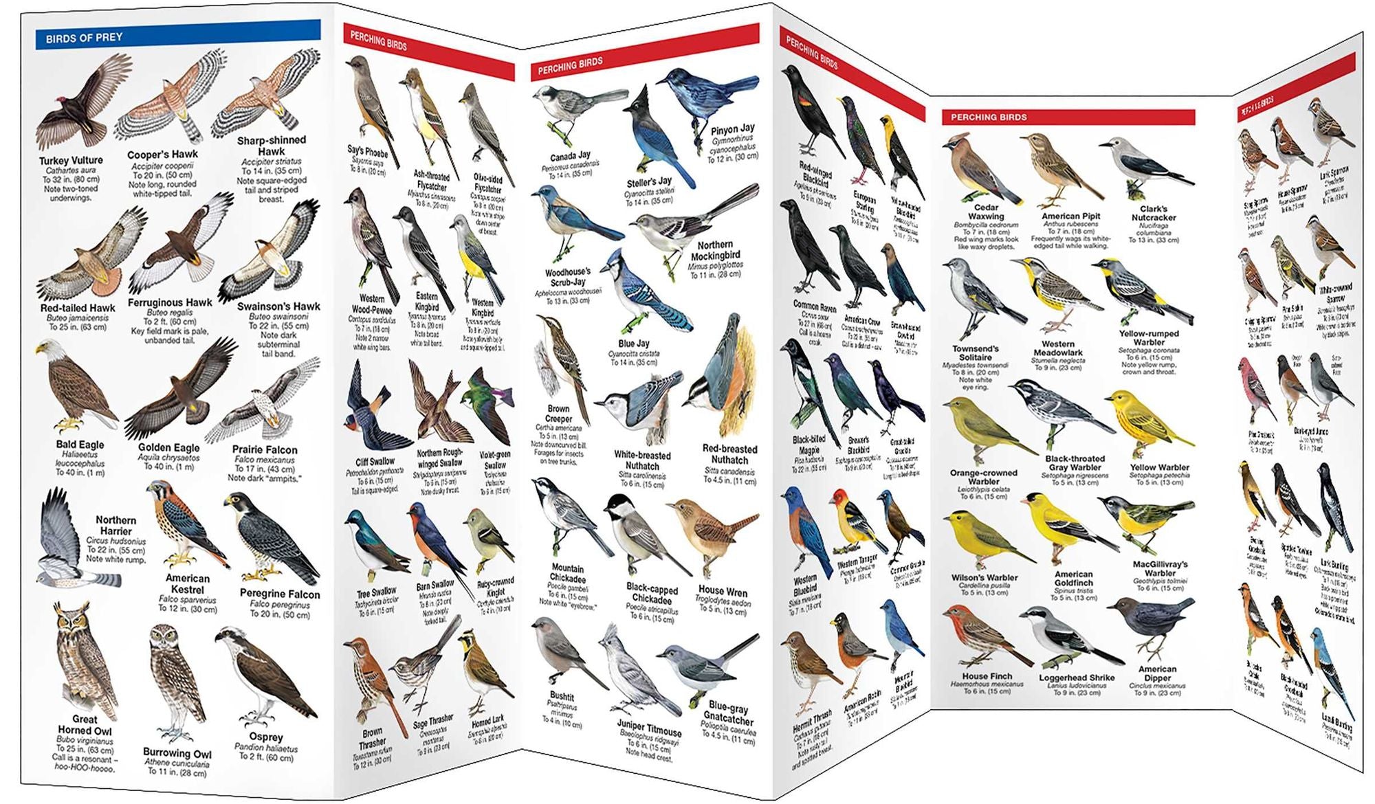 Colorado Birds: A Folding Pocket Guide to Familiar Species