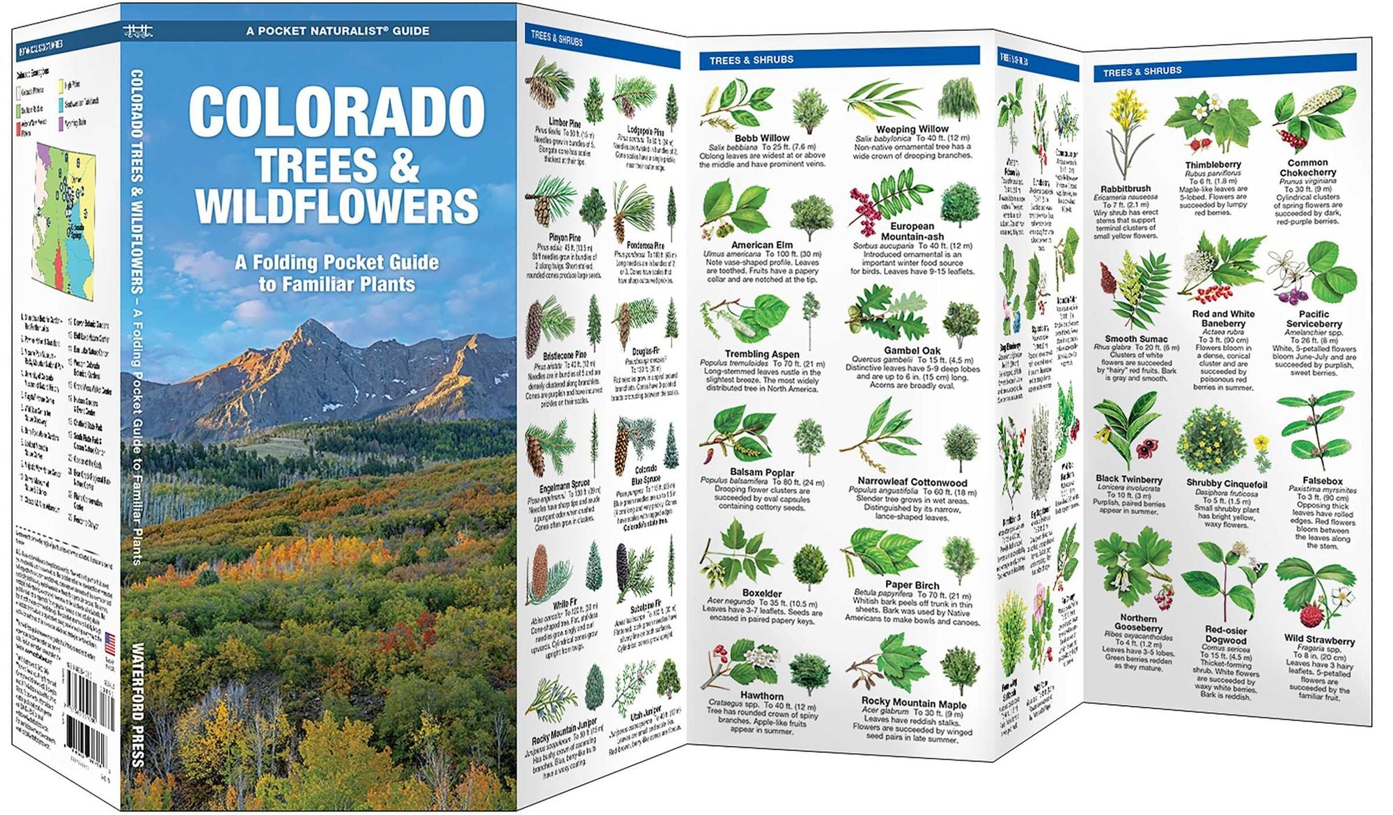 Colorado Trees & Wildflowers