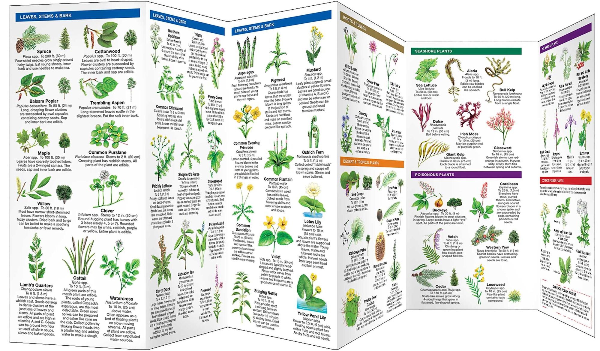 Edible Wild Plants: A Folding Pocket Guide to Familiar North American Species
