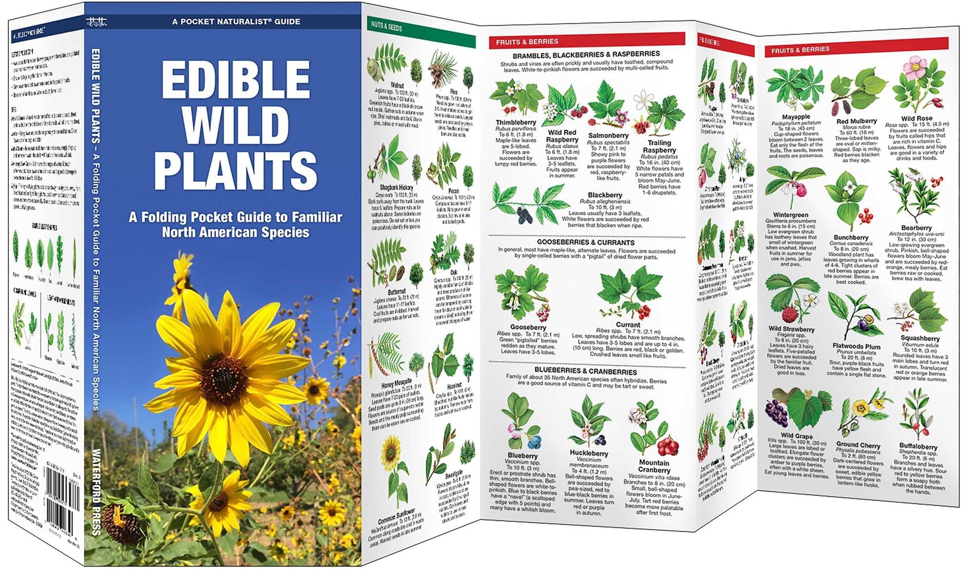 Edible Wild Plants: A Folding Pocket Guide to Familiar North American Species