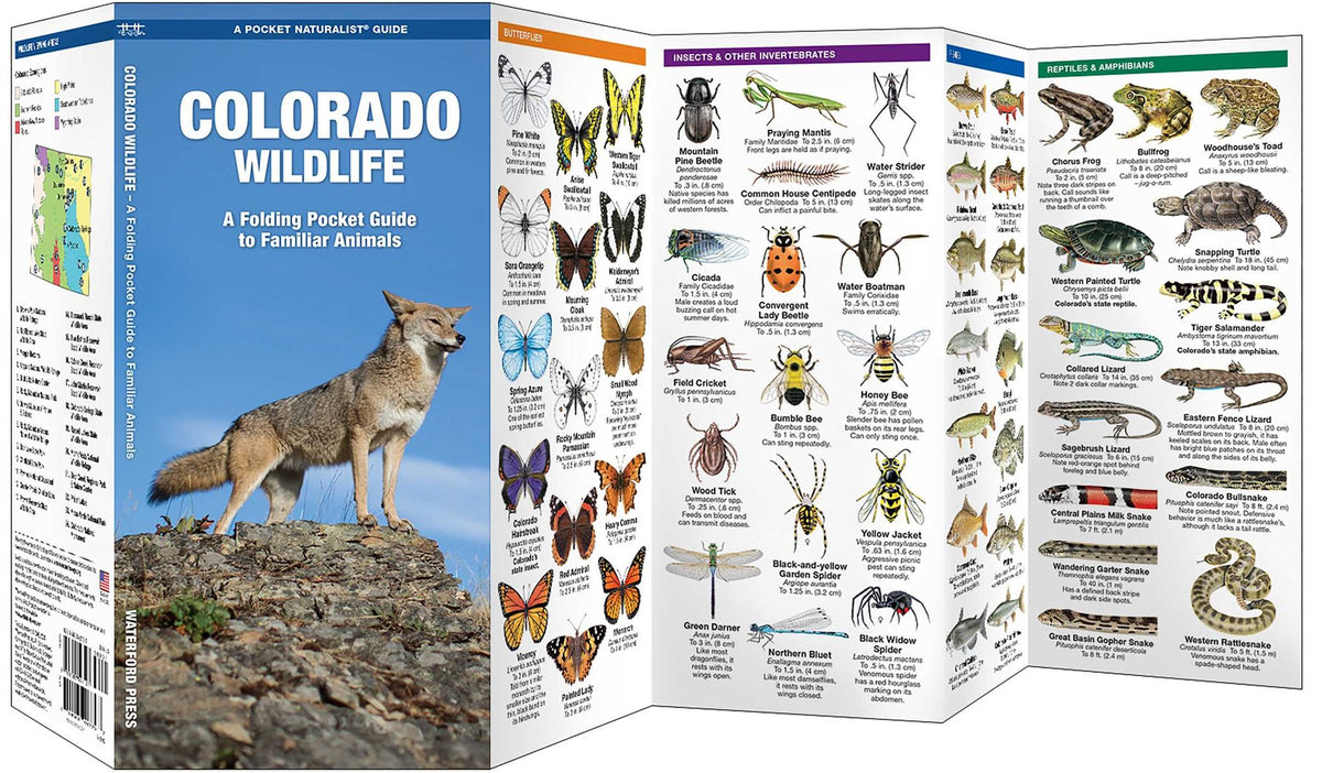 Colorado Wildlife: A Folding Pocket Guide to Familiar Animals