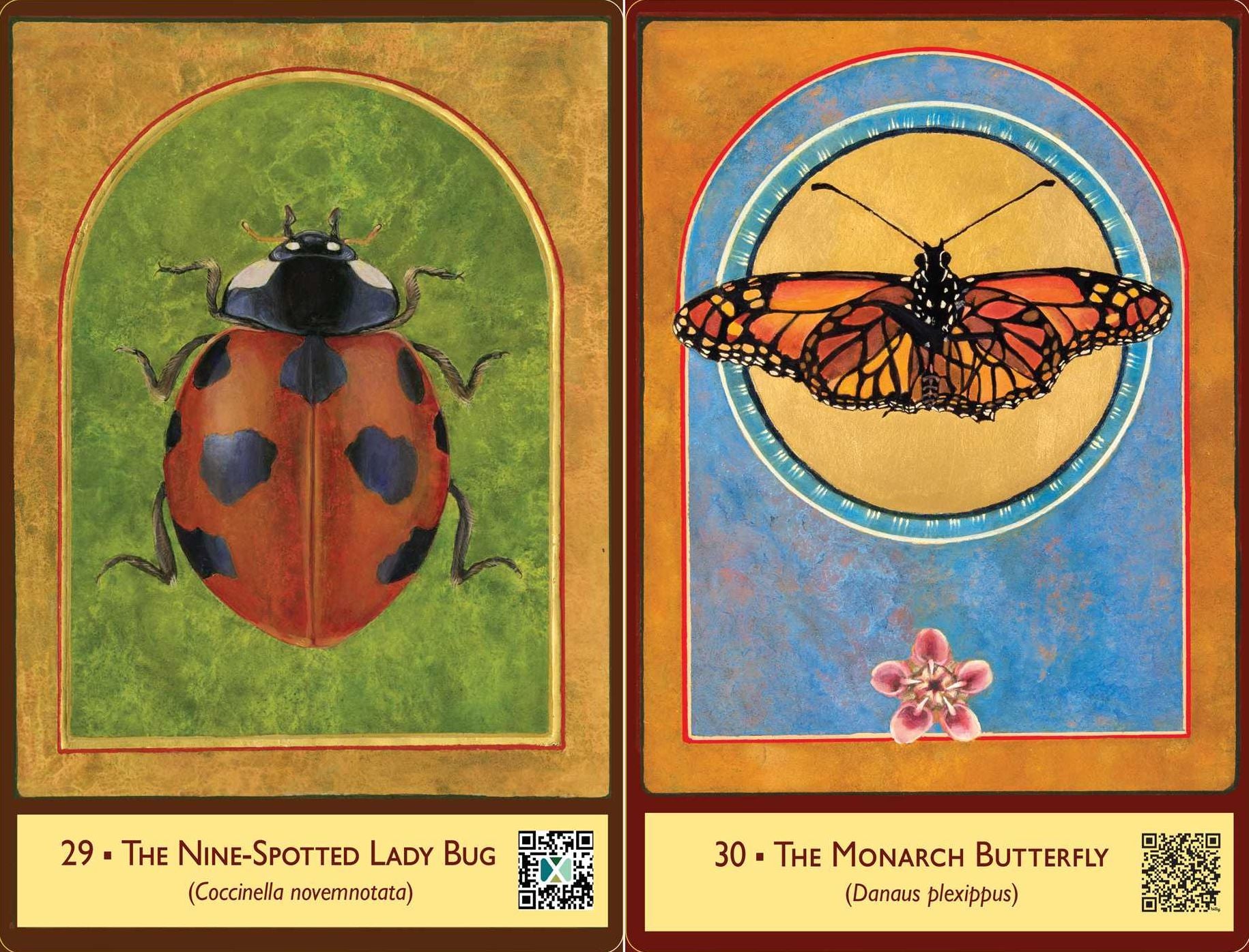 The Sacred Biodiversity Oracle: A 36-Card Deck and Guidebook