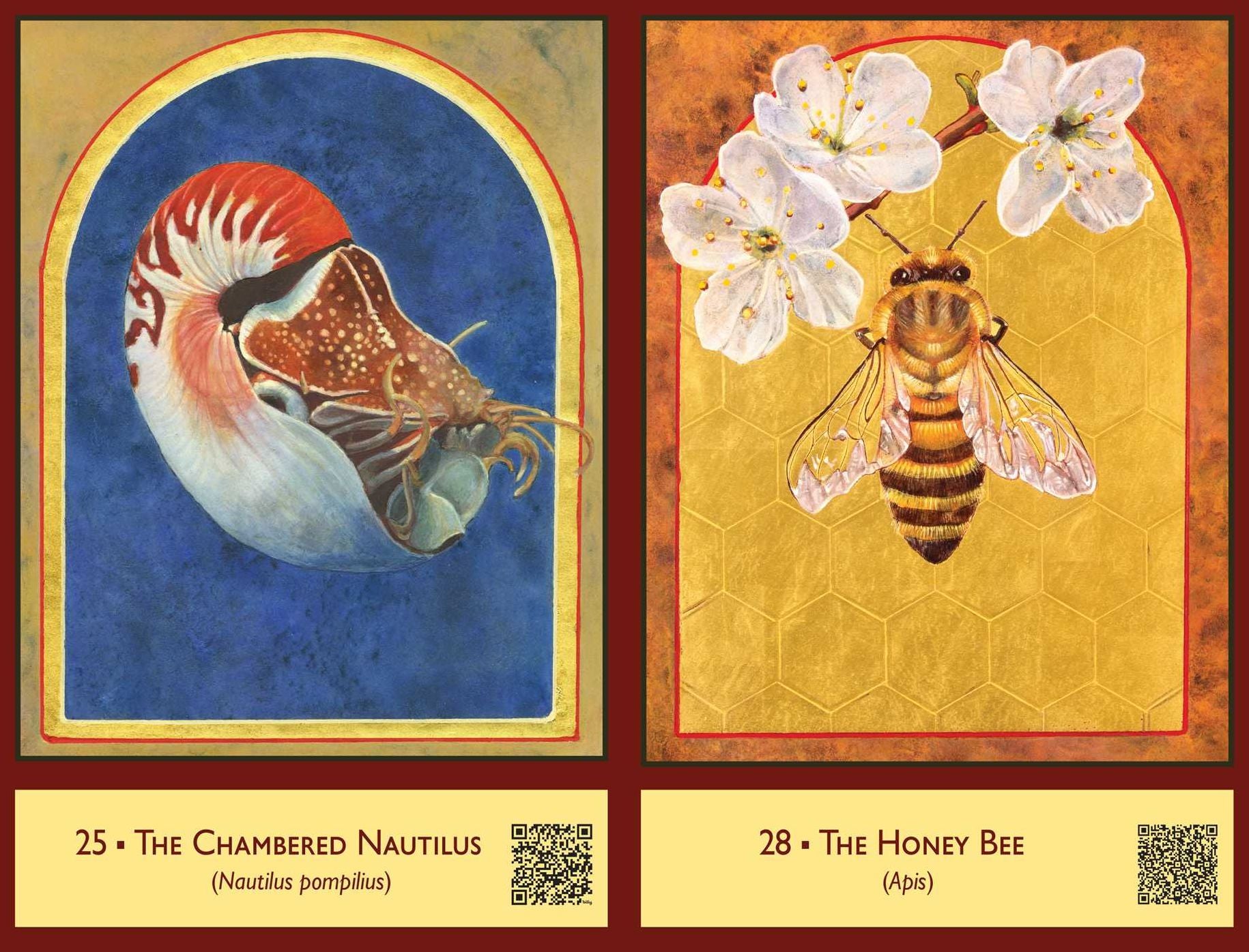 The Sacred Biodiversity Oracle: A 36-Card Deck and Guidebook