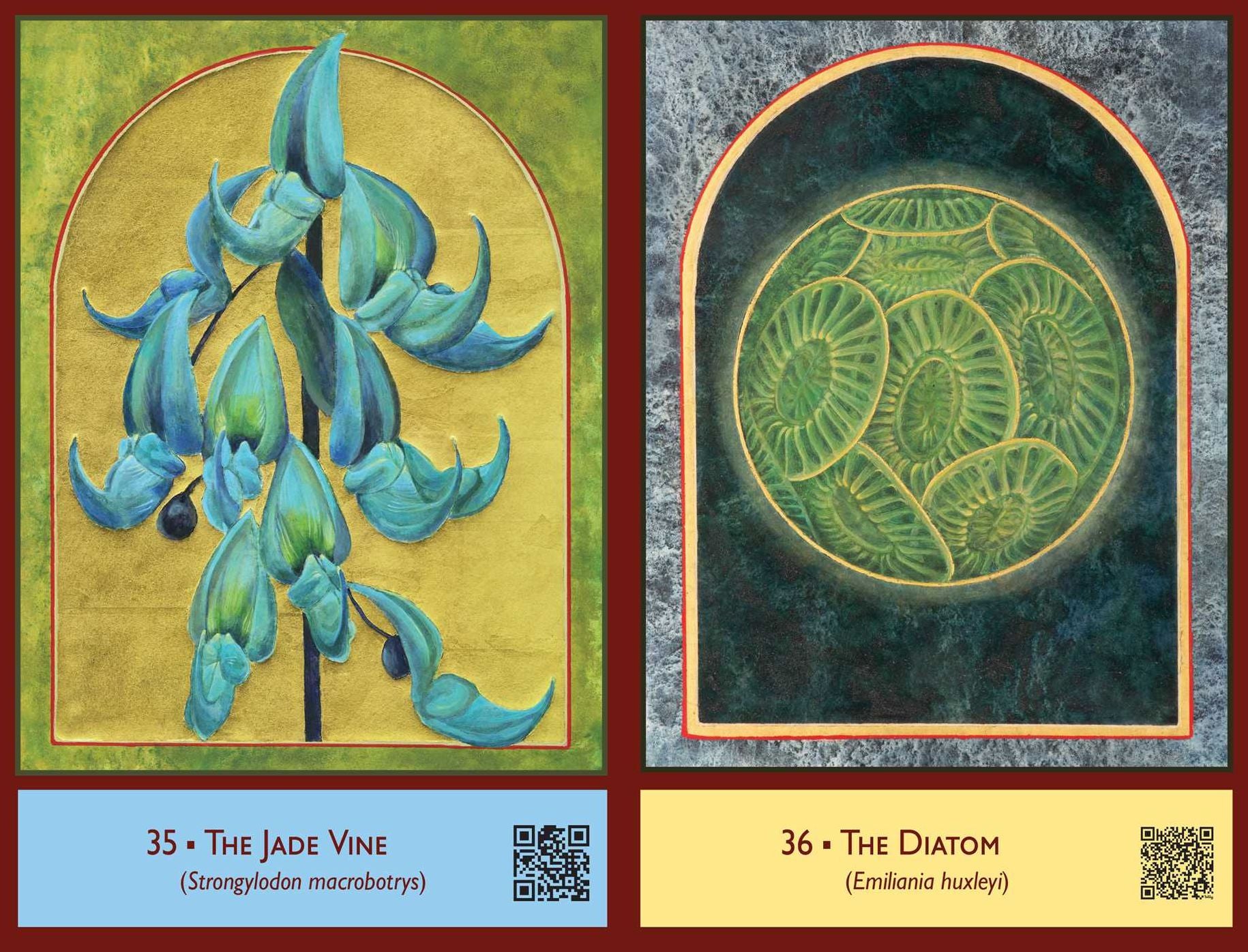 The Sacred Biodiversity Oracle: A 36-Card Deck and Guidebook
