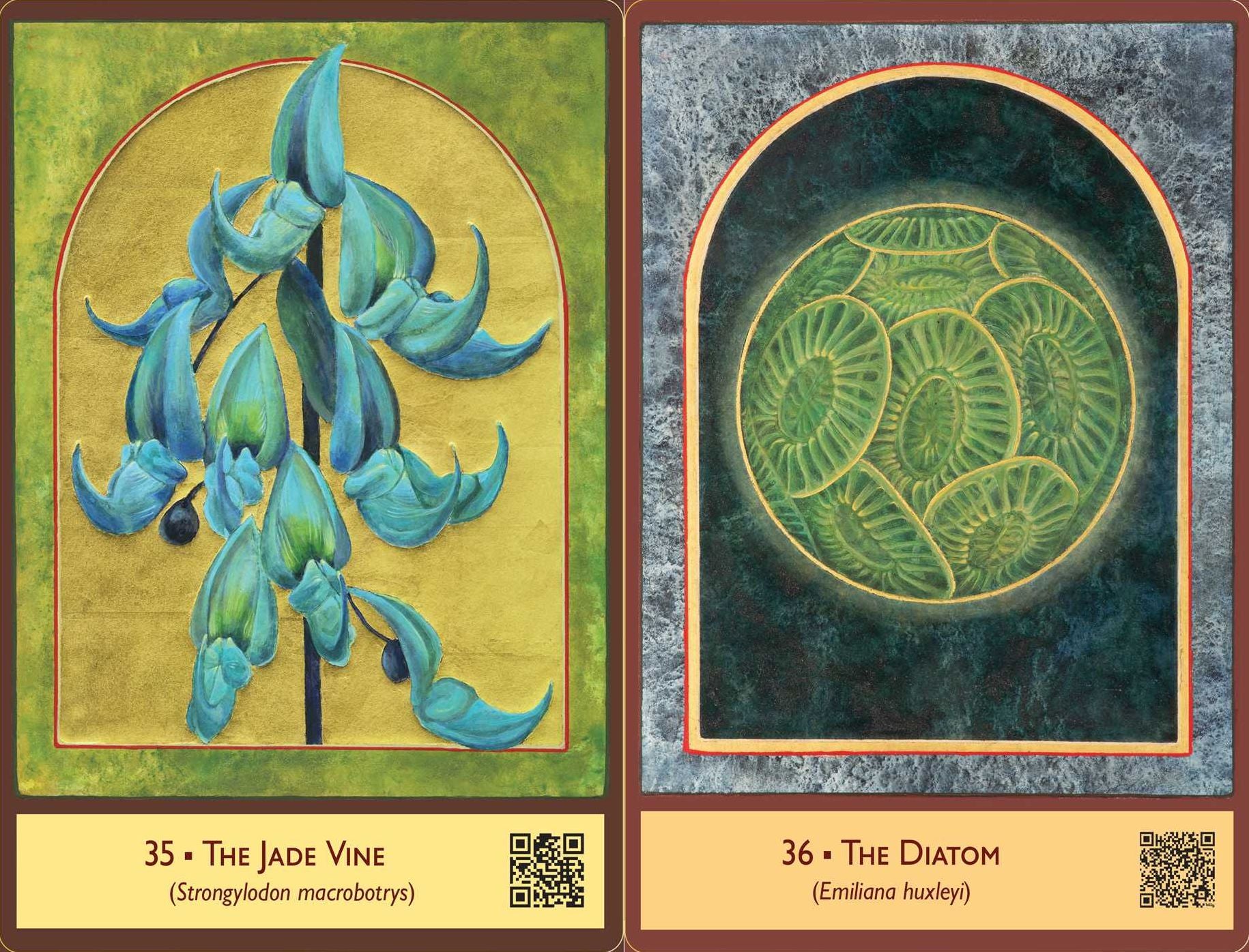 The Sacred Biodiversity Oracle: A 36-Card Deck and Guidebook