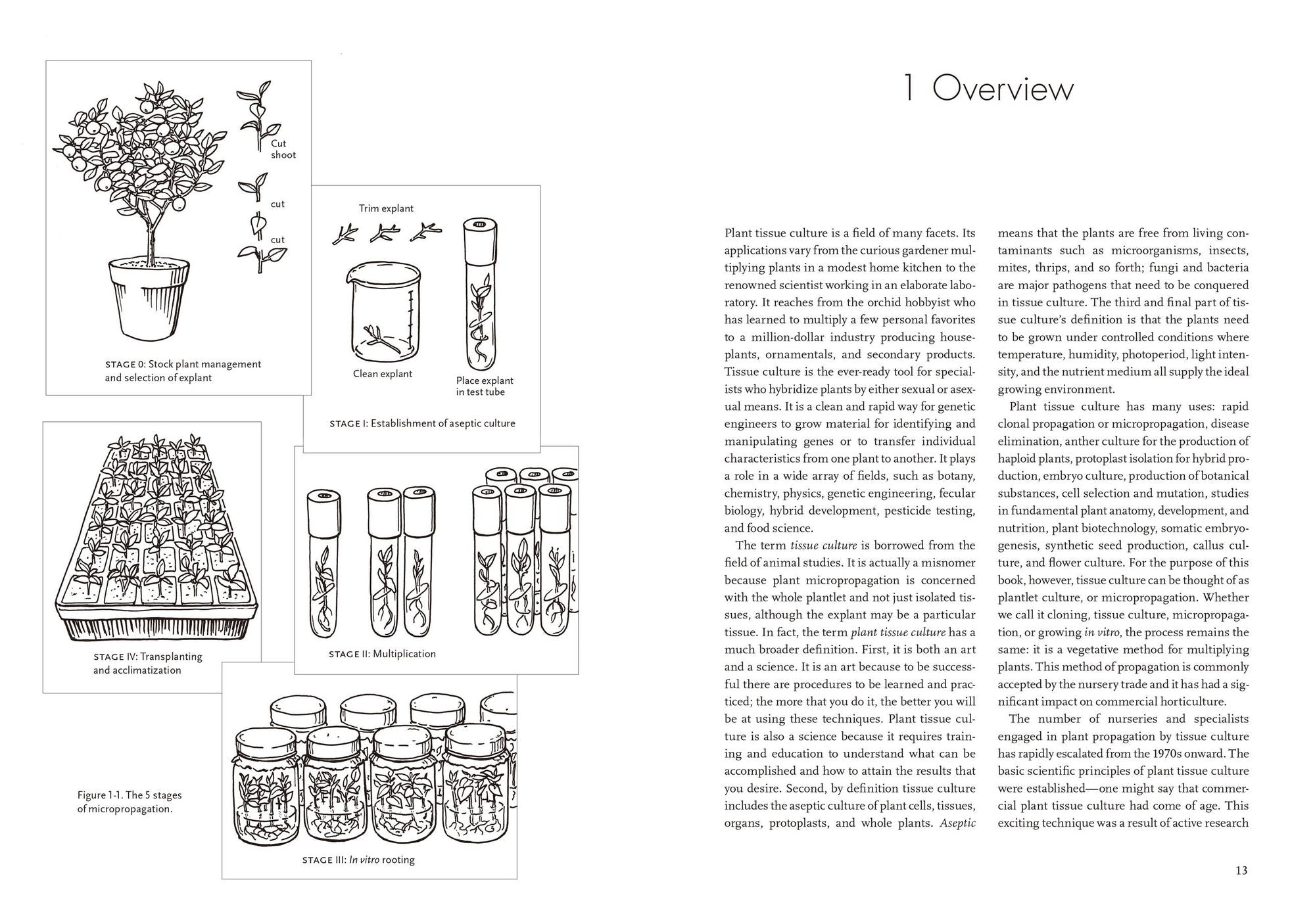 Plants from Test Tubes: An Introduction to Micropropogation
