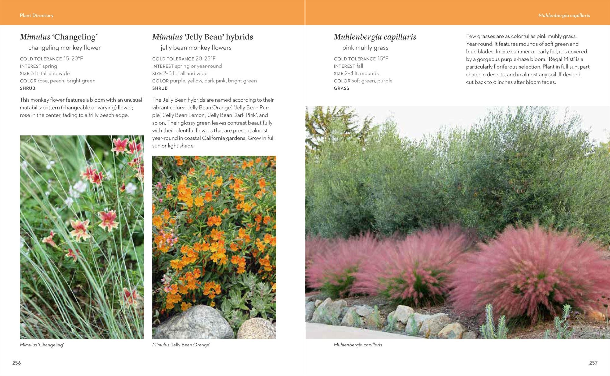 Hot Color, Dry Garden: Inspiring Designs and Vibrant Plants for the Waterwise Gardener
