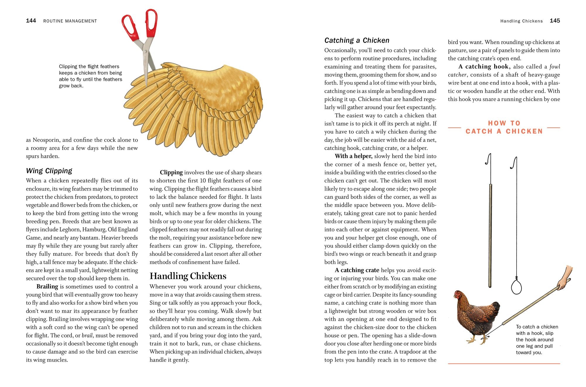 Storey's Guide to Raising Chickens, 4th Edition: Breed Selection, Facilities, Feeding, Health Care, Managing Layers & Meat Birds