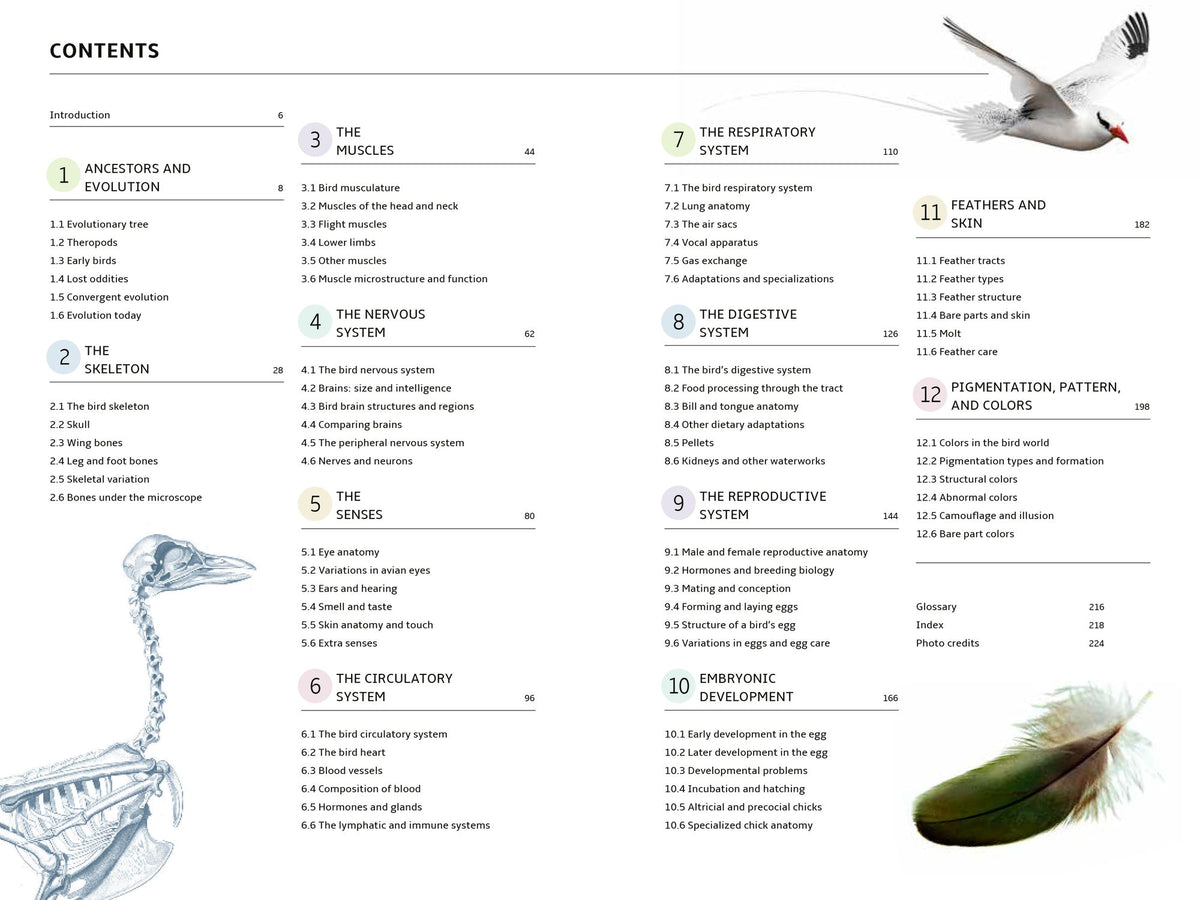How Birds Work: An Illustrated Guide to the Wonders of Form and Function - from Bones to Beak