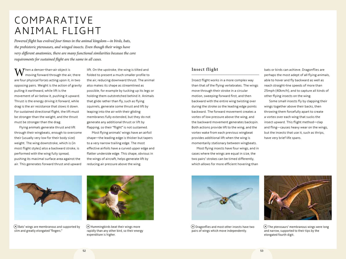 How Birds Work: An Illustrated Guide to the Wonders of Form and Function - from Bones to Beak