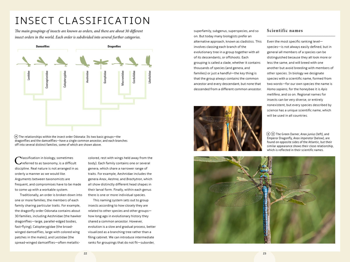 How Insects Work: An Illustrated Guide to the Wonders of Form and Function - from Antennae to Wings